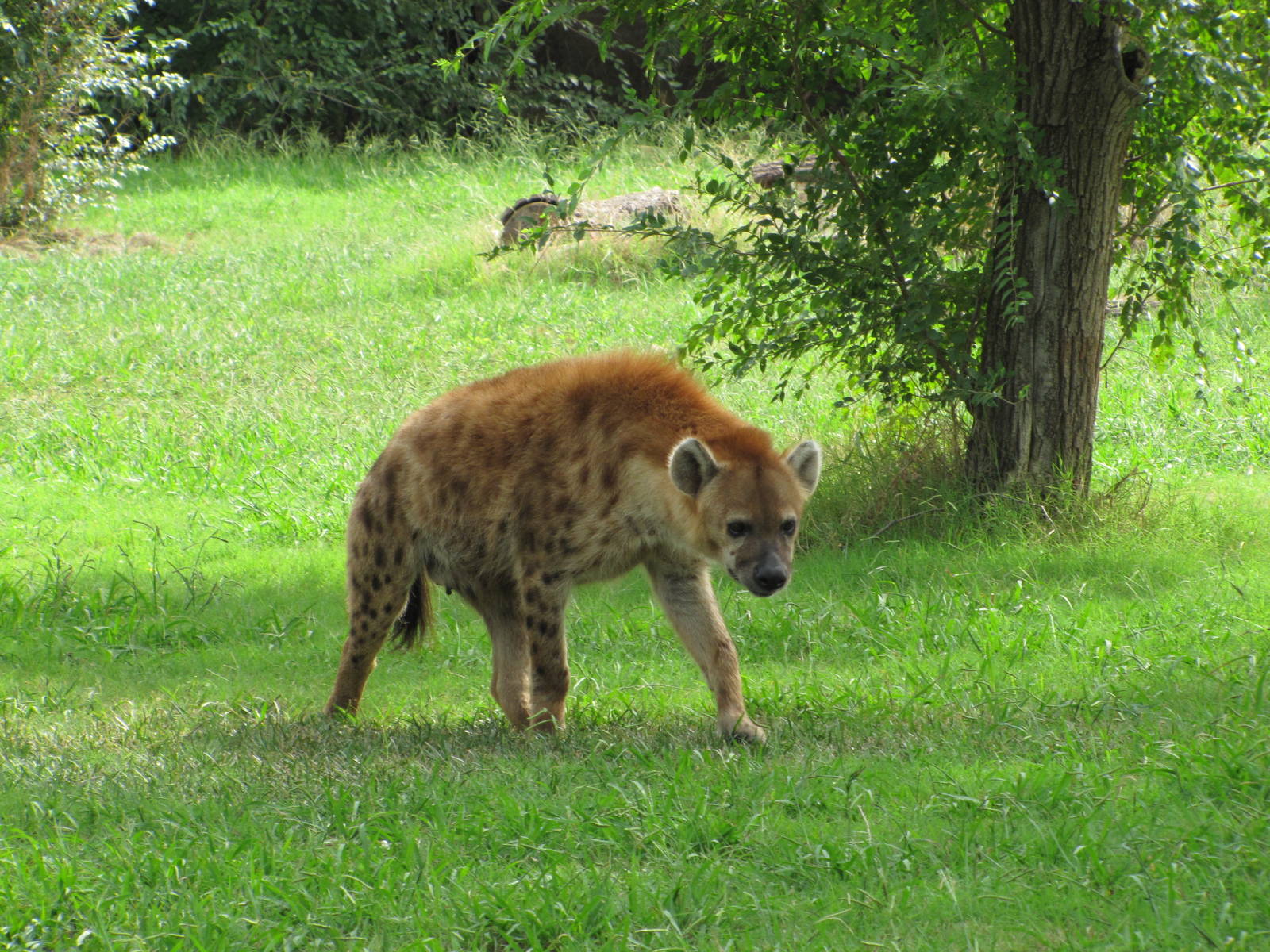 Oklahoma City Zoo 2010 - Spotted Hyena on Wild Dog Drive