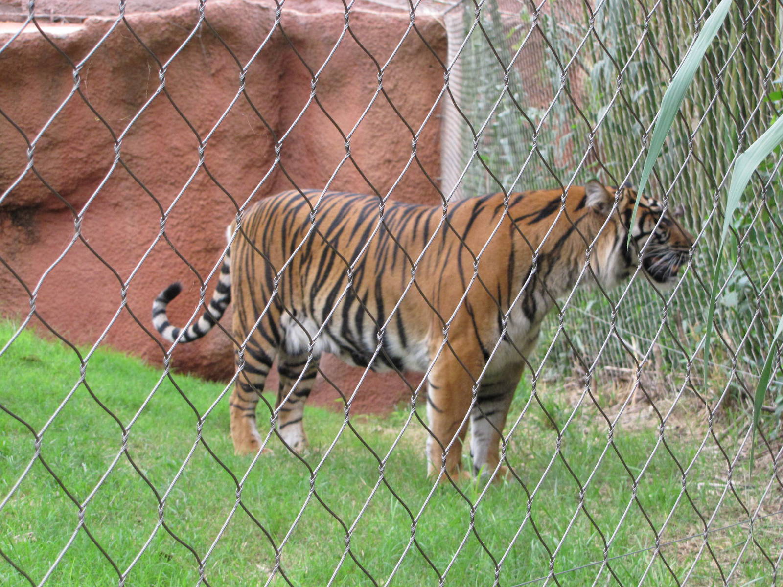 Oklahoma City Zoo 2010 - Sumatran Tiger in Cat Forest