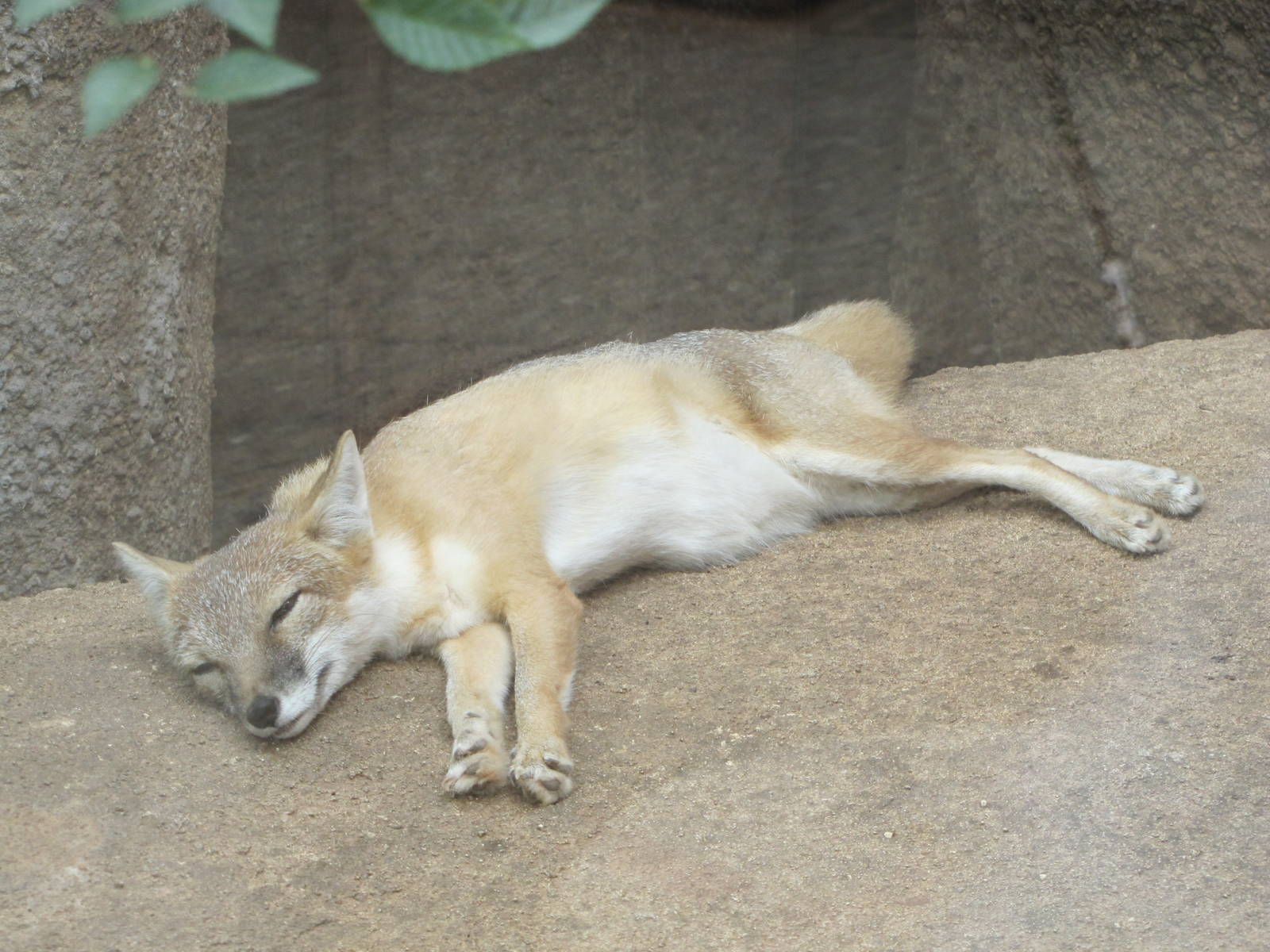 Oklahoma City Zoo 2010 - Swift Fox in Oklahoma Trails