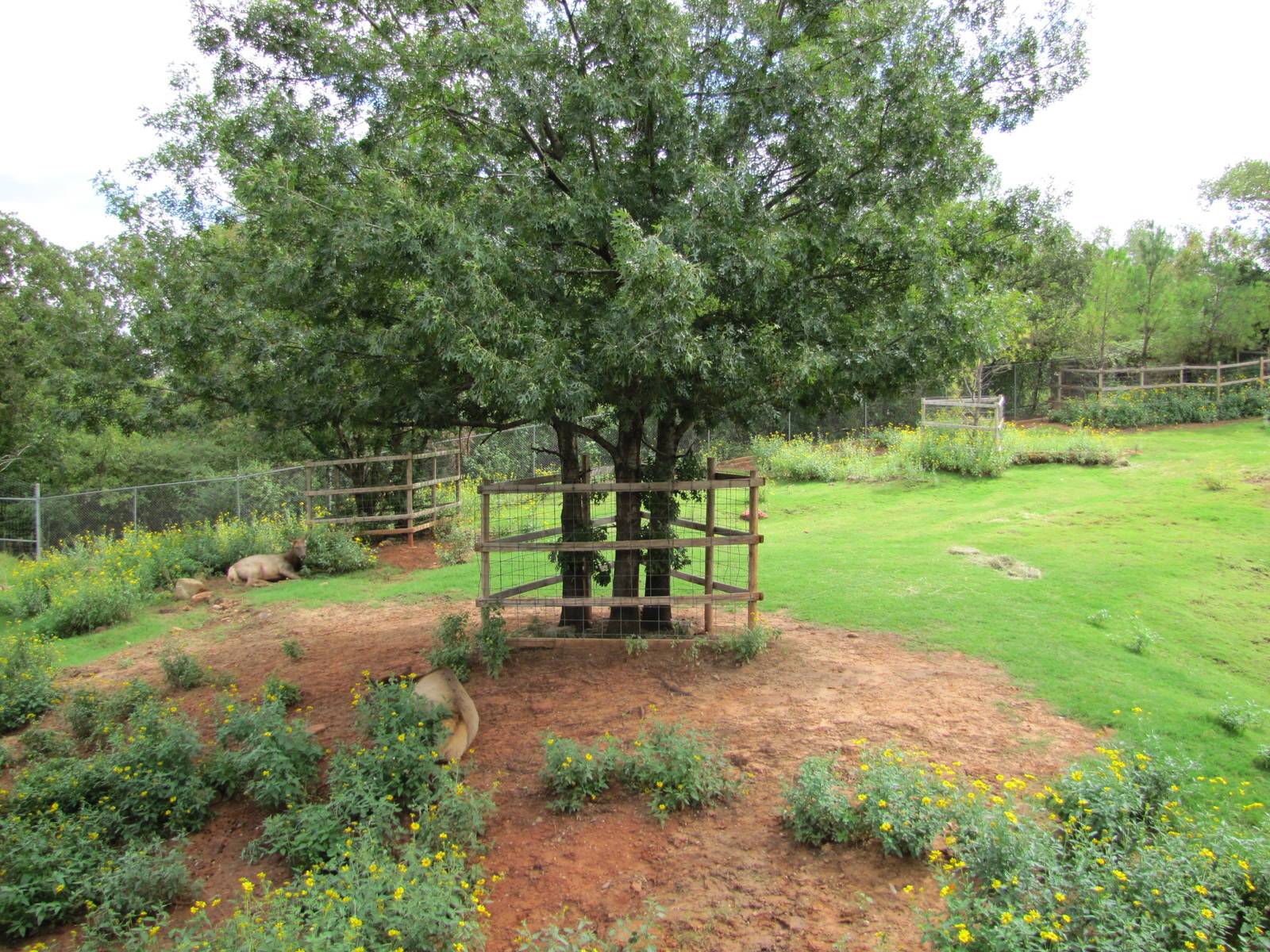 Oklahoma City Zoo 2010 - Wapiti exhibit in Oklahoma Trails