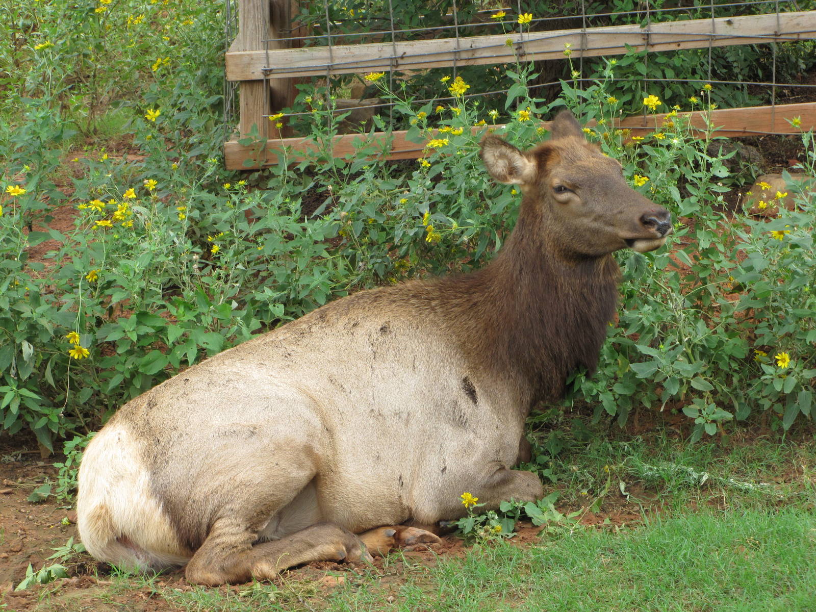 Oklahoma City Zoo 2010 - Wapiti in Oklahoma Trails