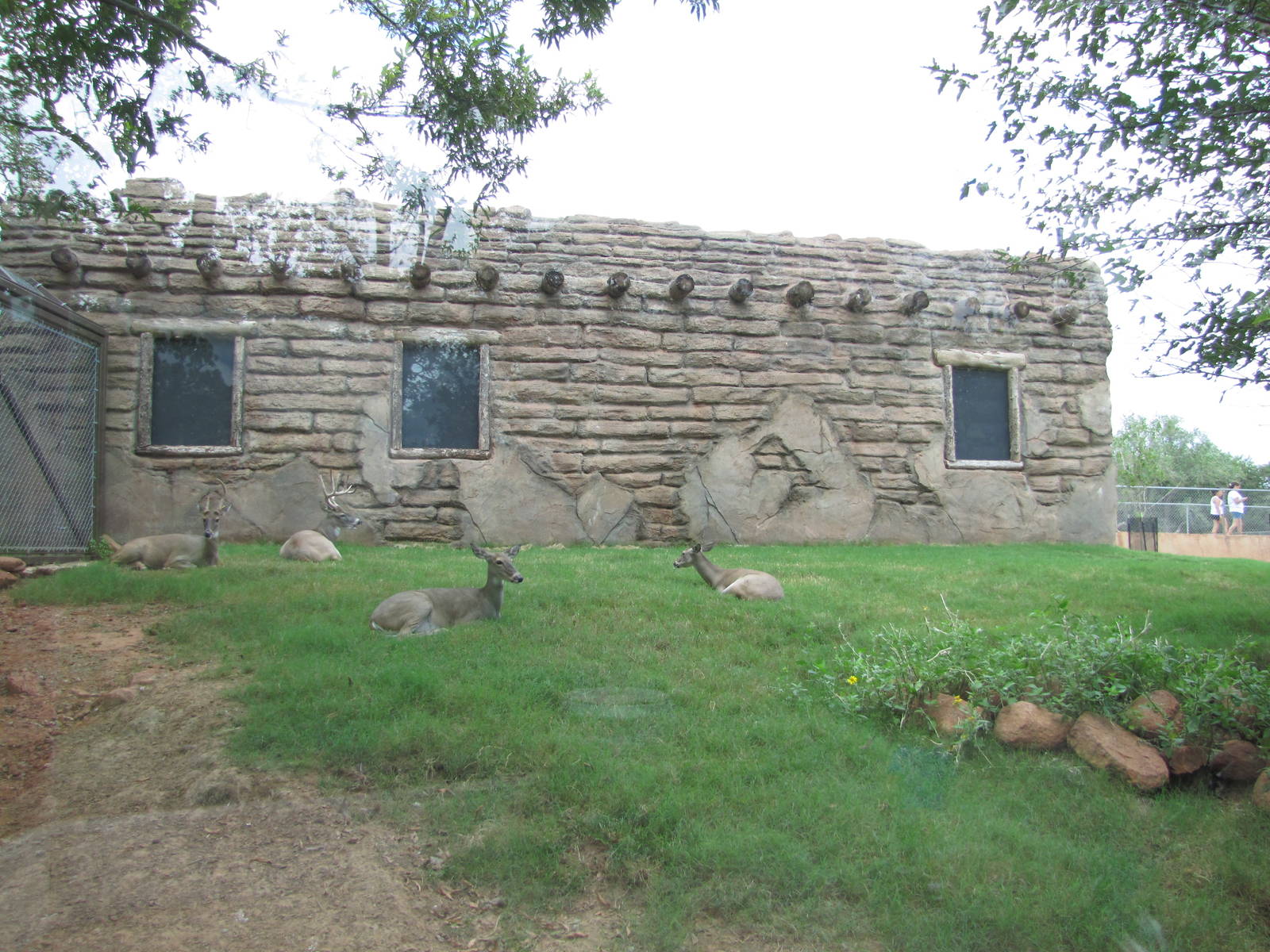 Oklahoma City Zoo 2010 - White-tailed Deer in Oklahoma Trails