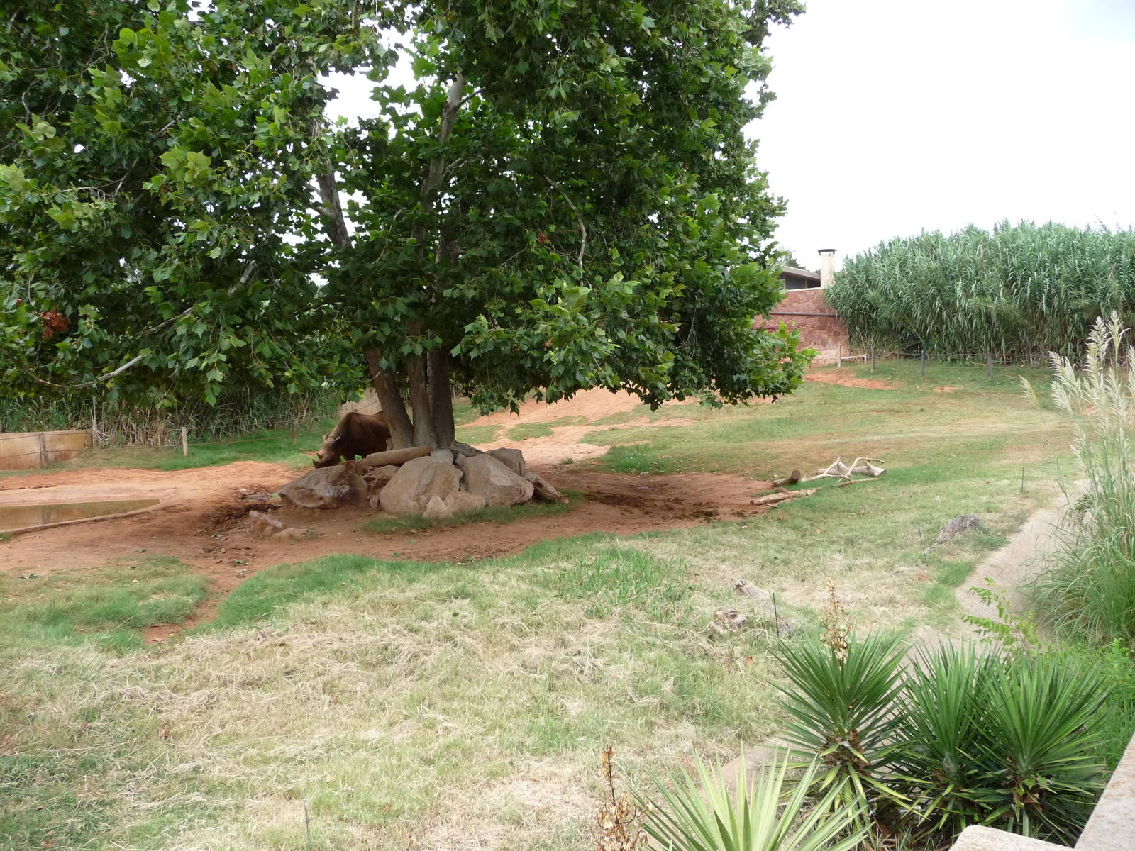 Oklahoma City Zoo - Black Rhino Paddock