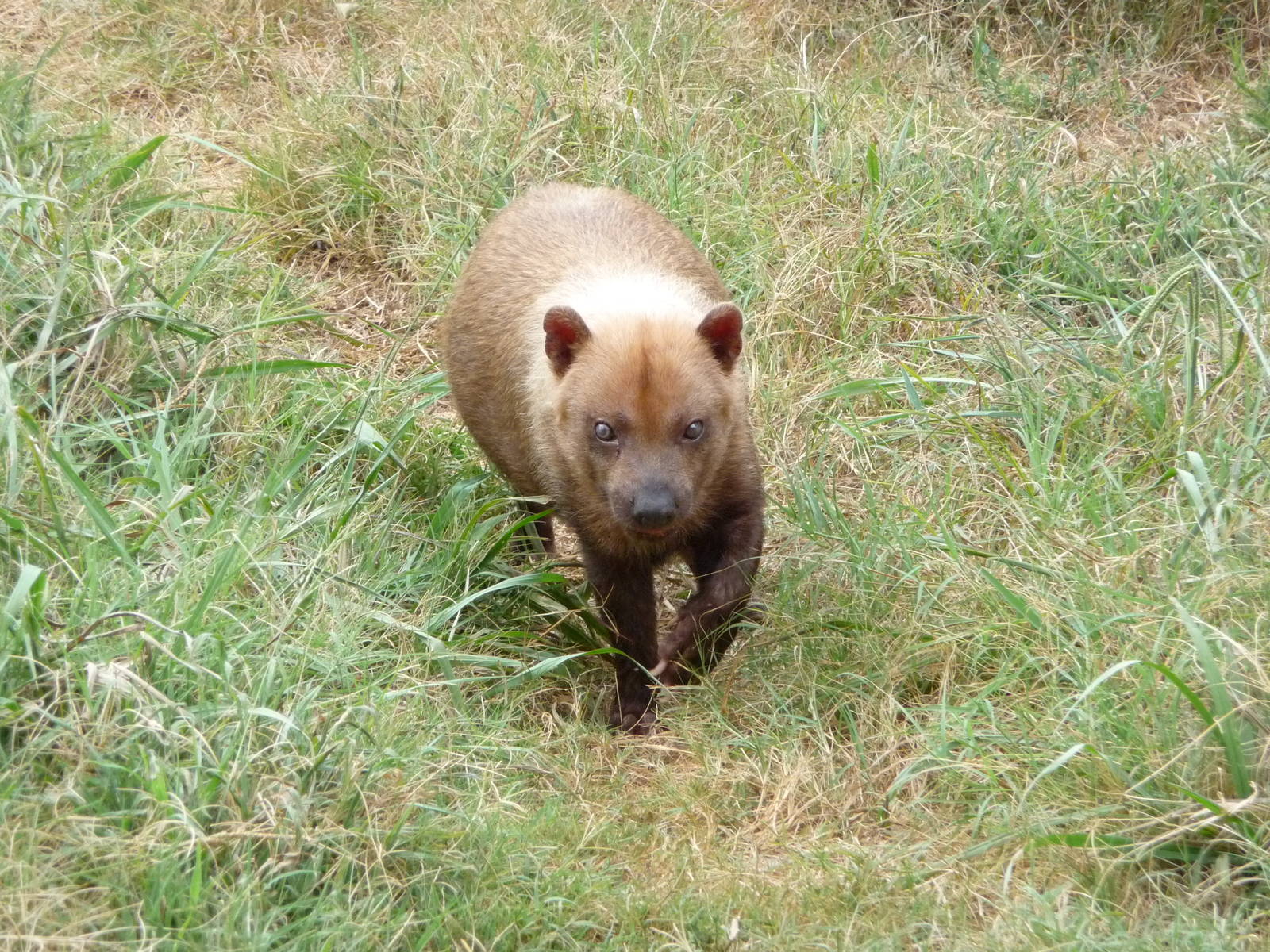 Oklahoma City Zoo -  Bush Dog