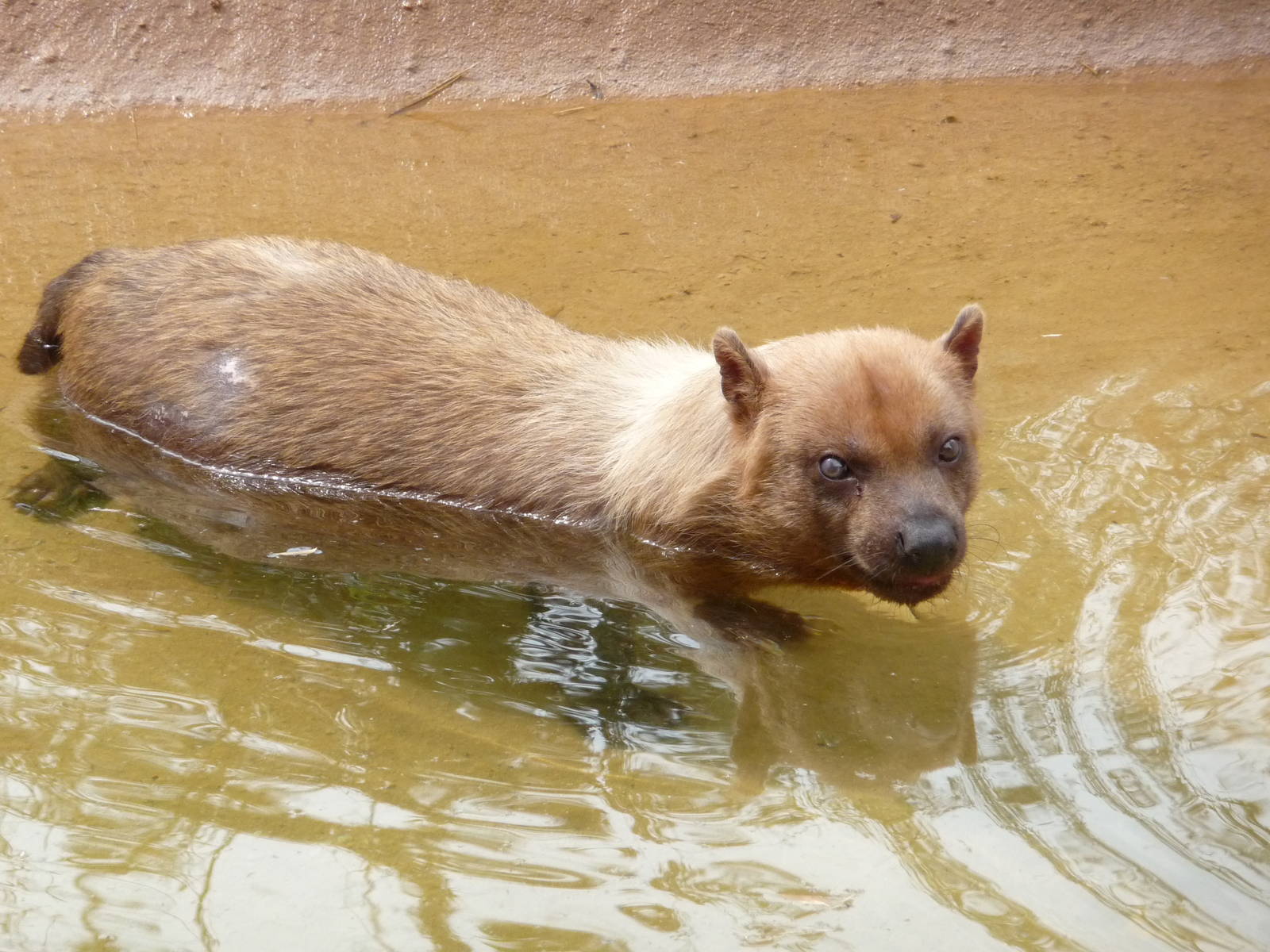Oklahoma City Zoo -  Bush Dog