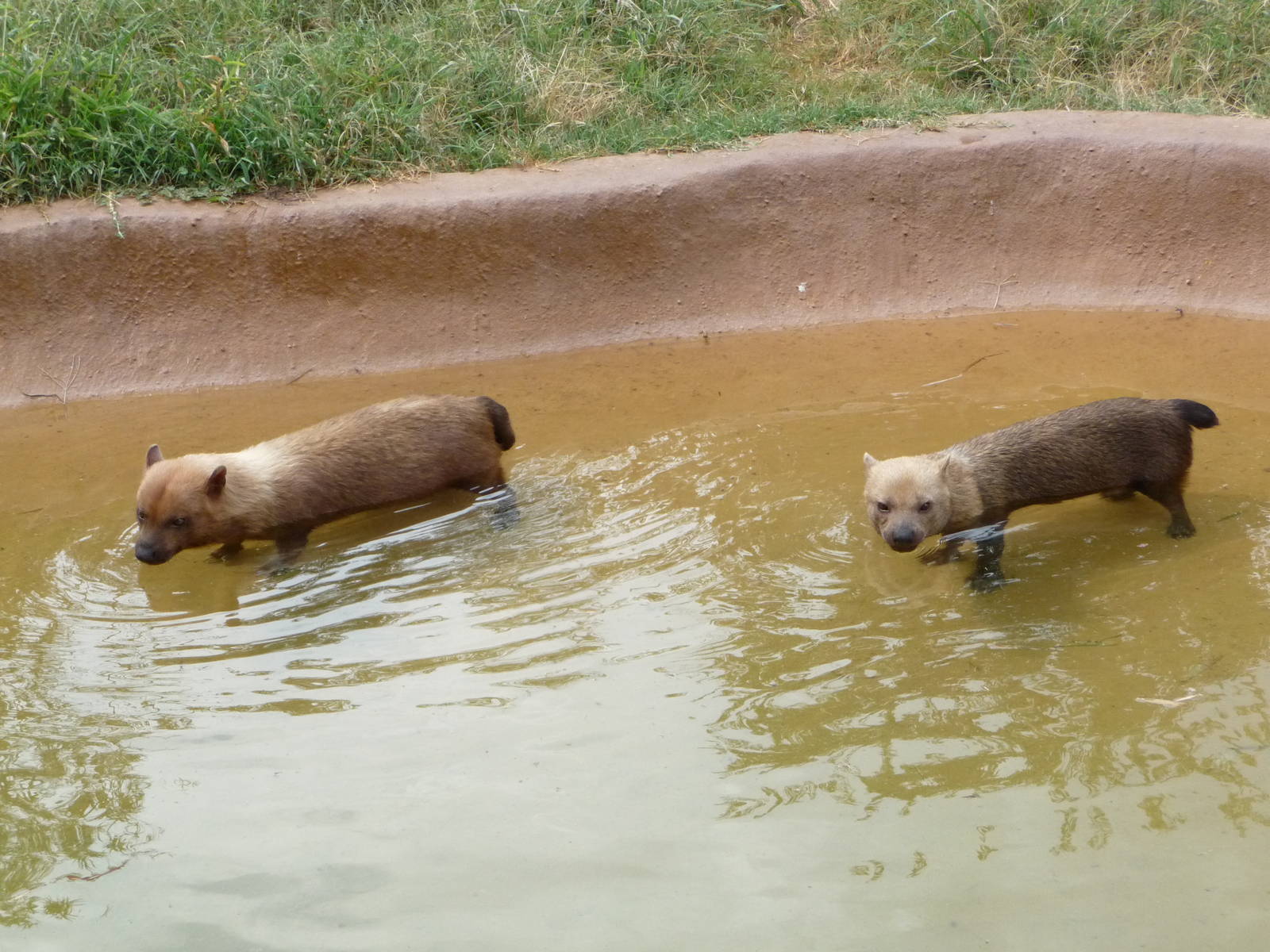 Oklahoma City Zoo -  Bush Dogs