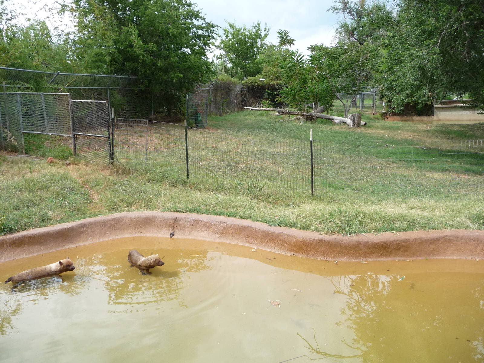 Oklahoma City Zoo -  Bush Dogs