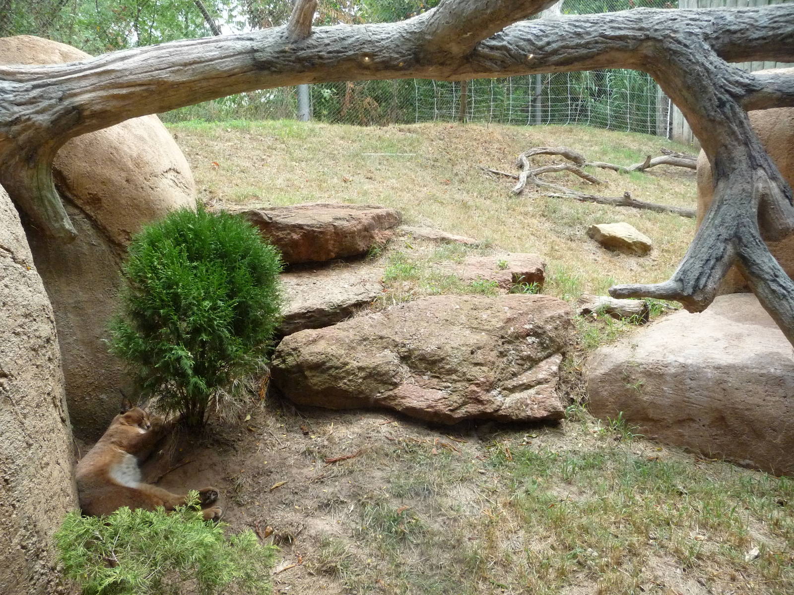 Oklahoma City Zoo - Caracal Exhibit