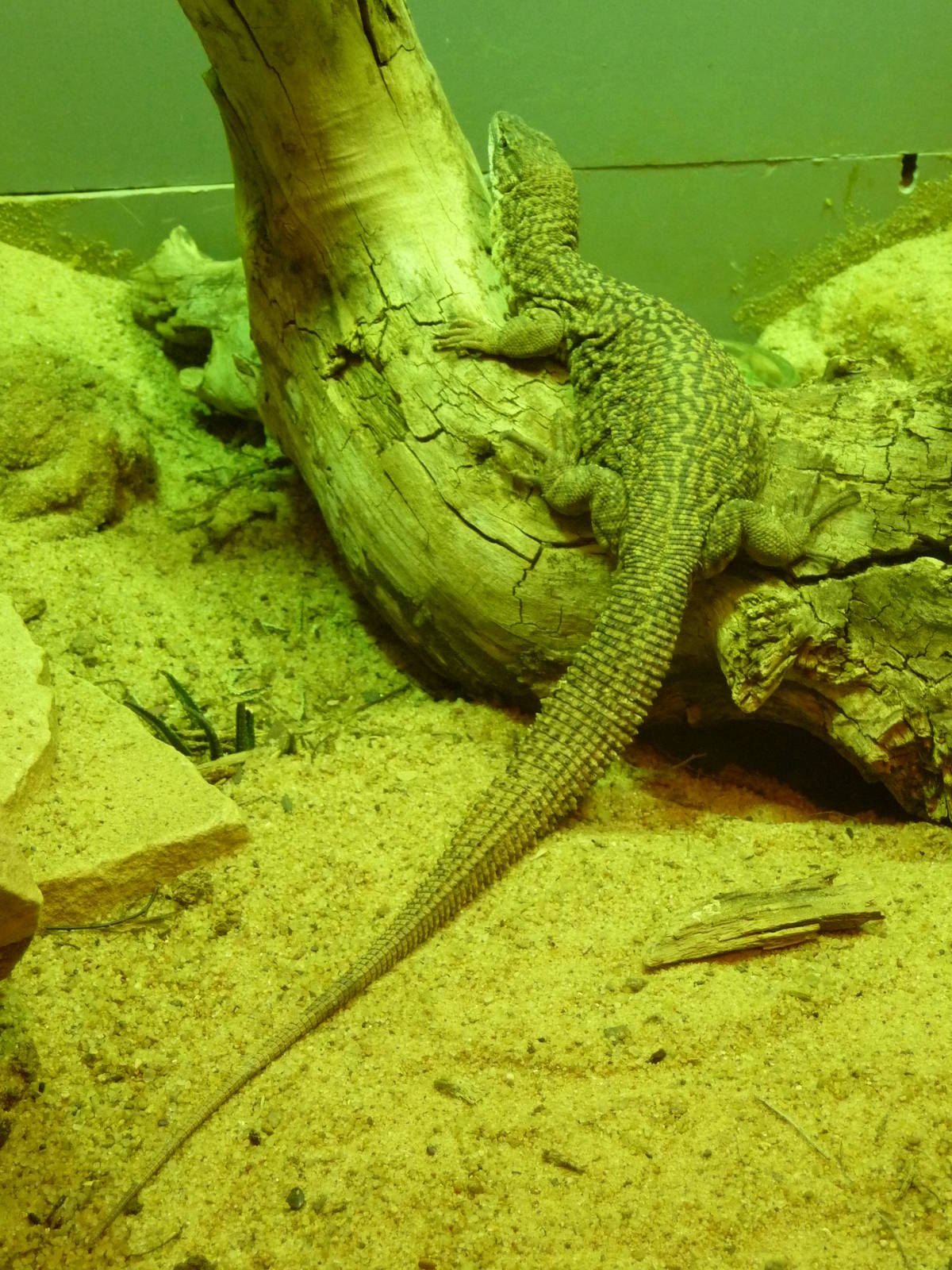 Oklahoma City Zoo - Herpetarium