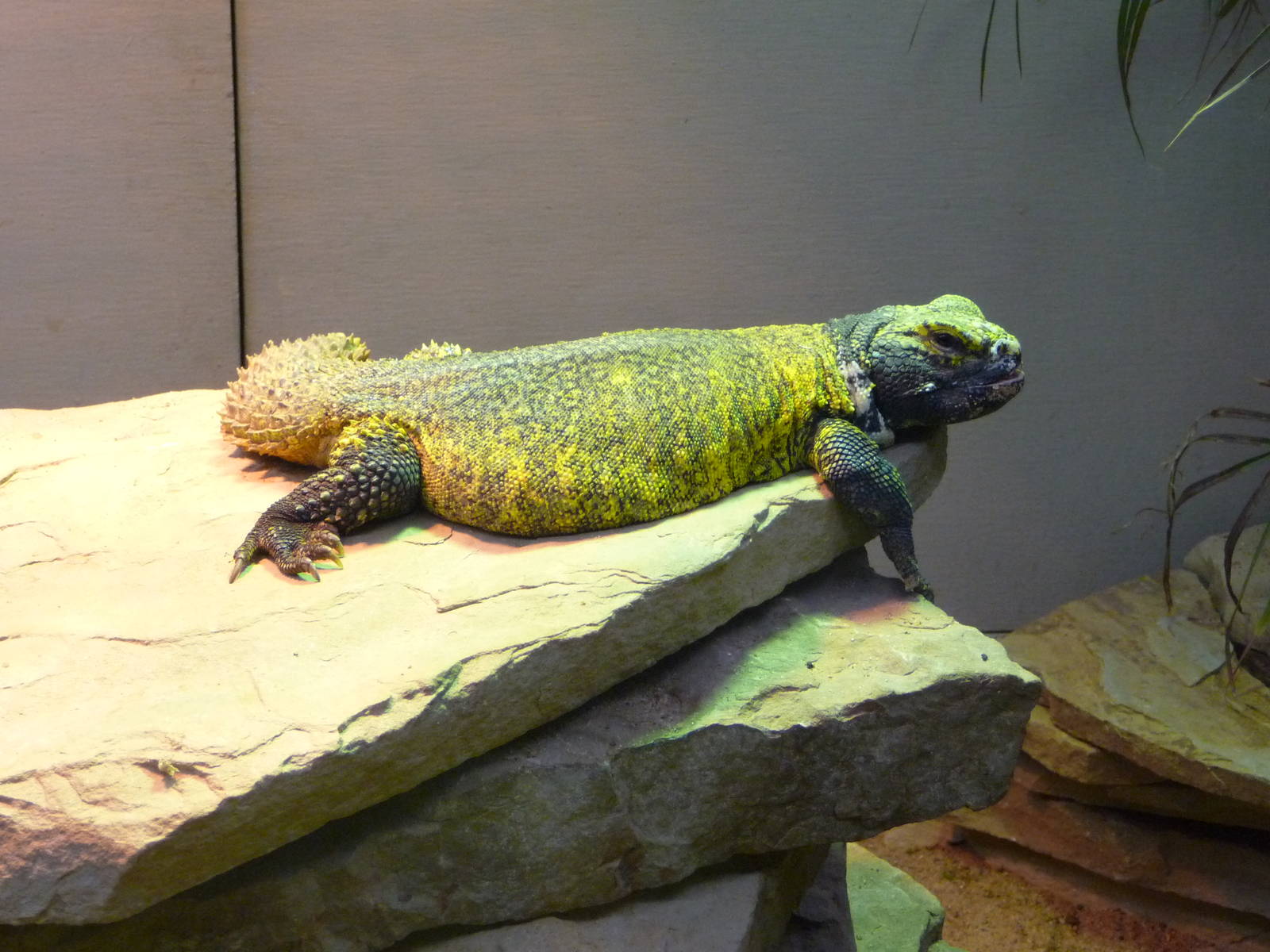 Oklahoma City Zoo - Herpetarium