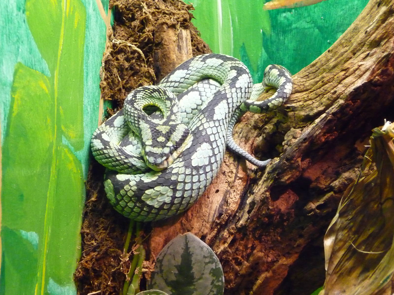 Oklahoma City Zoo - Herpetarium