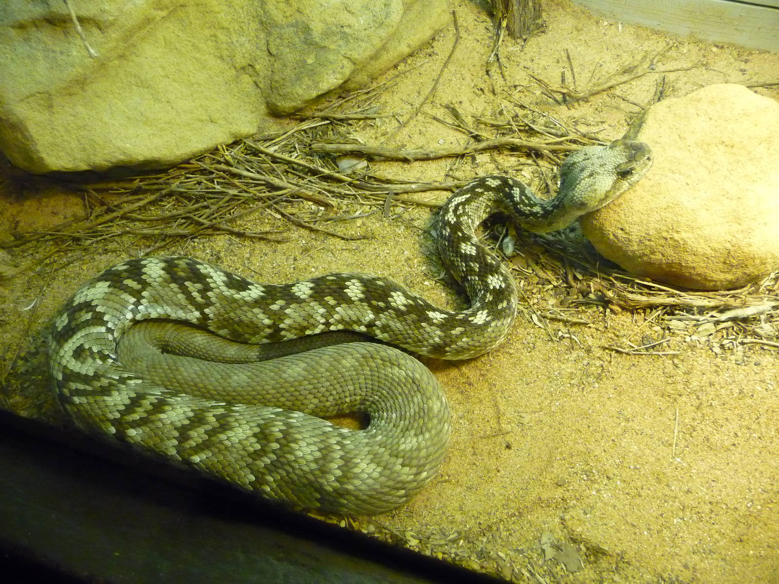 Oklahoma City Zoo - Herpetarium