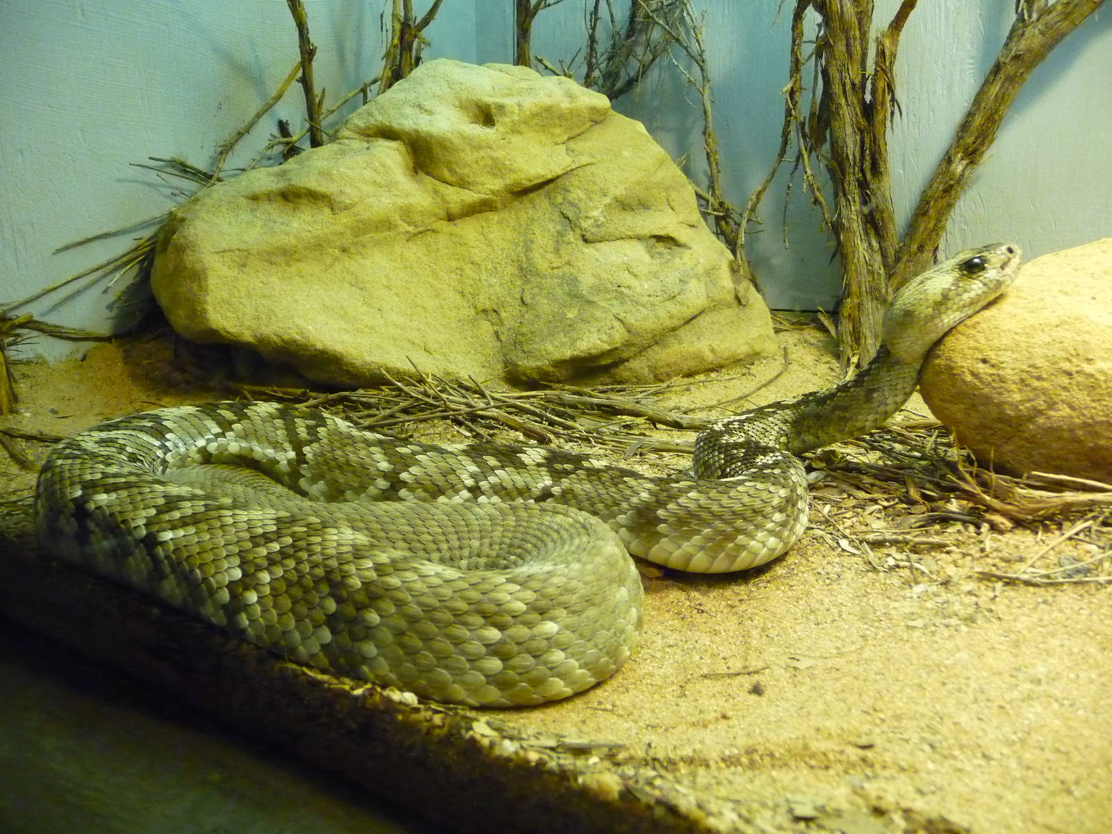 Oklahoma City Zoo - Herpetarium