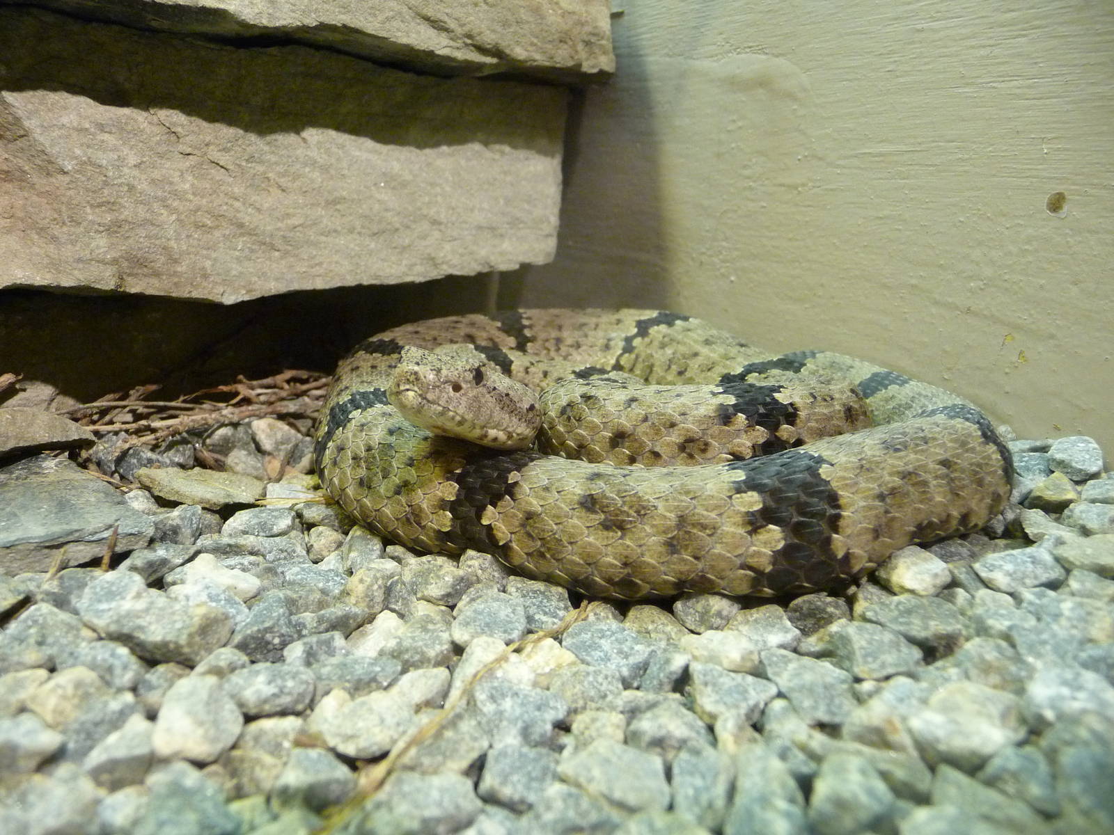 Oklahoma City Zoo - Herpetarium