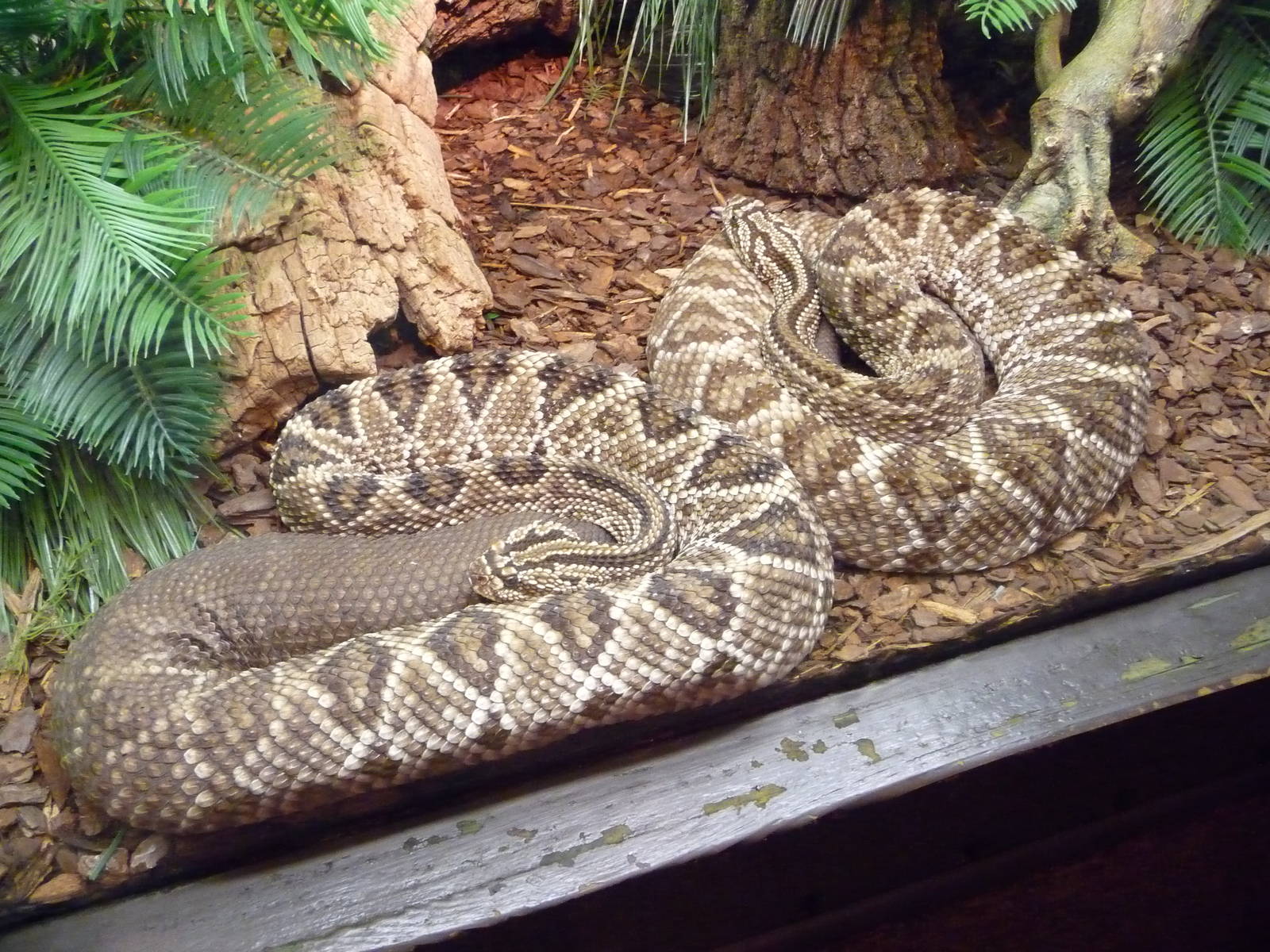 Oklahoma City Zoo - Herpetarium