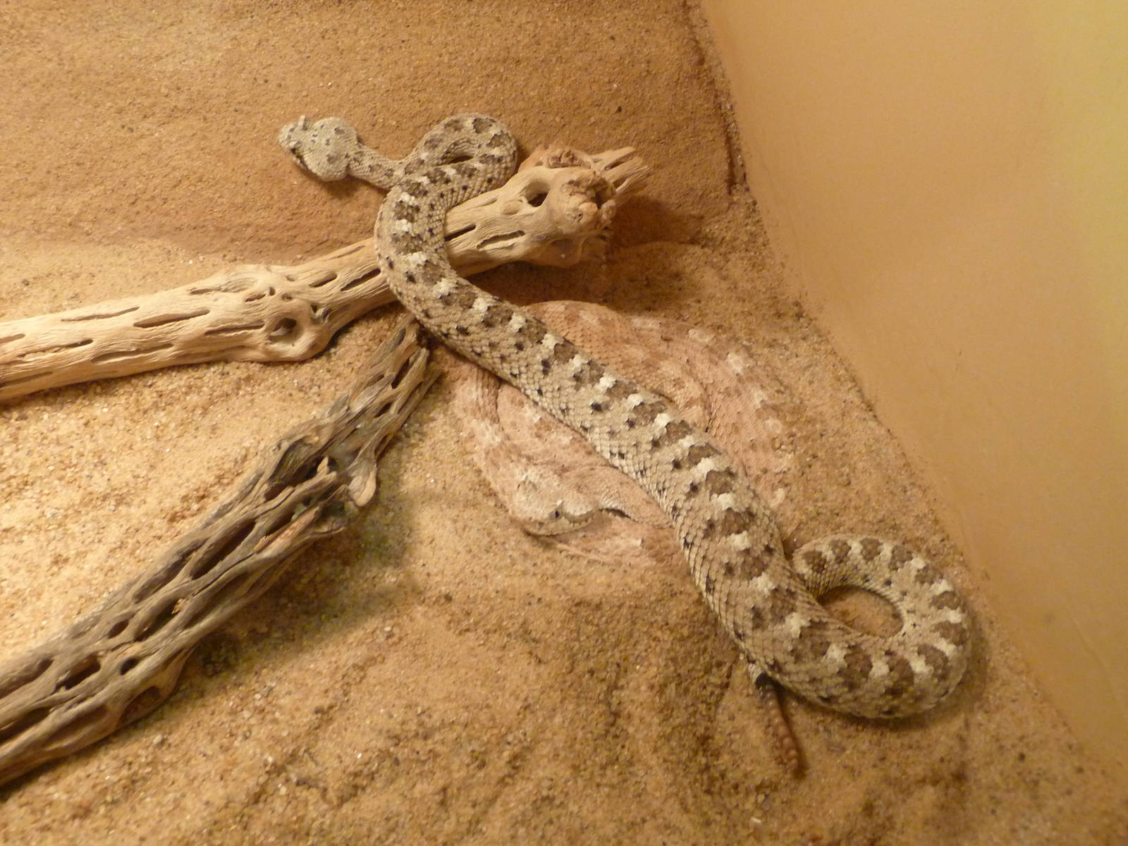 Oklahoma City Zoo - Herpetarium