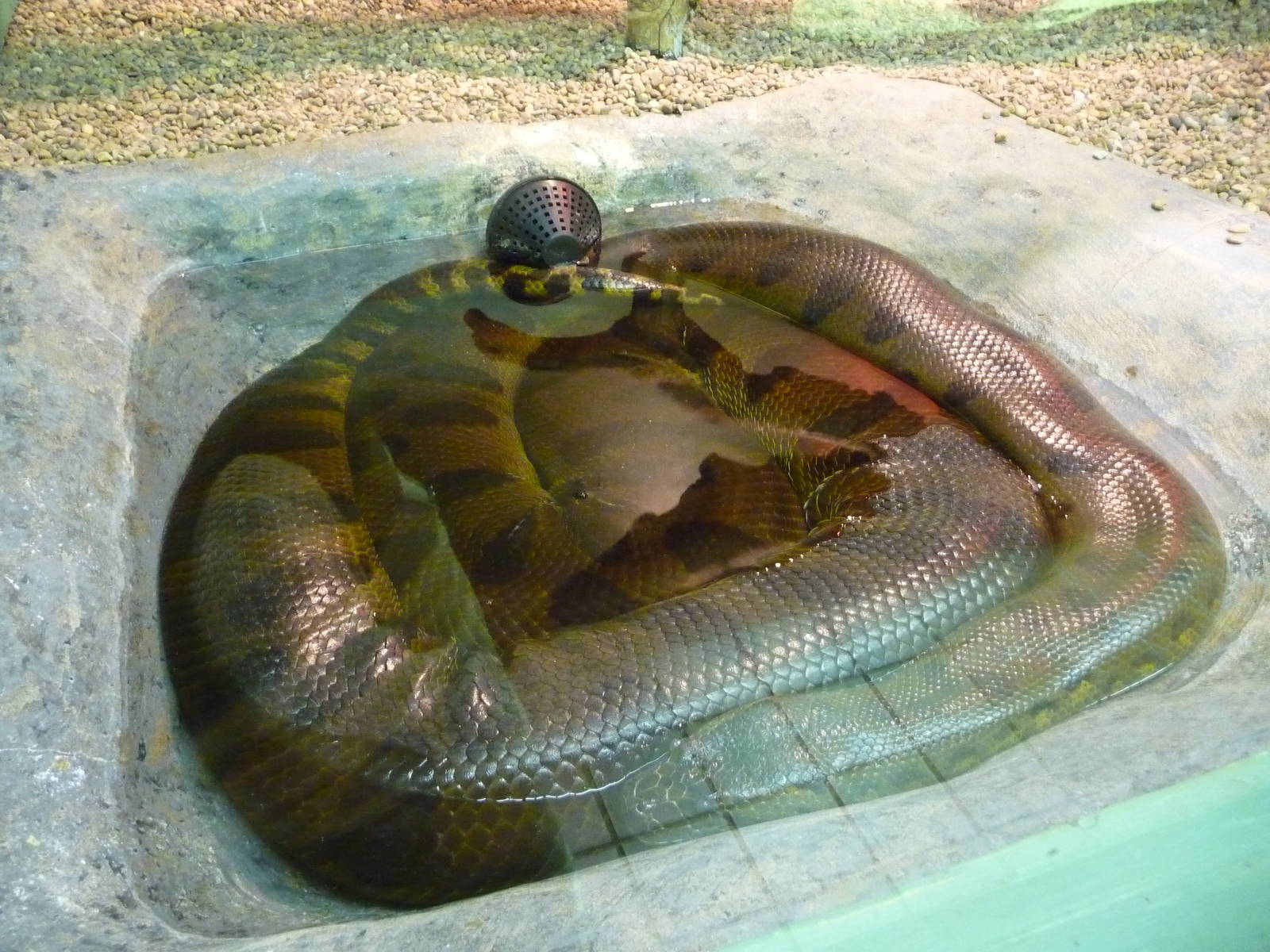 Oklahoma City Zoo - Herpetarium