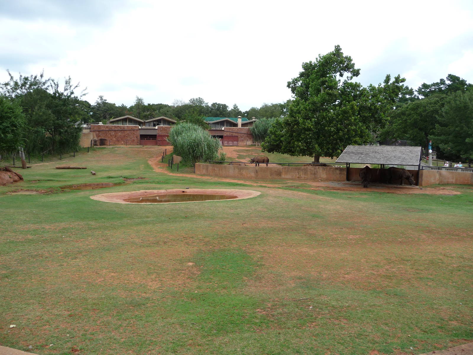 Oklahoma City Zoo - Indian Rhino Paddock