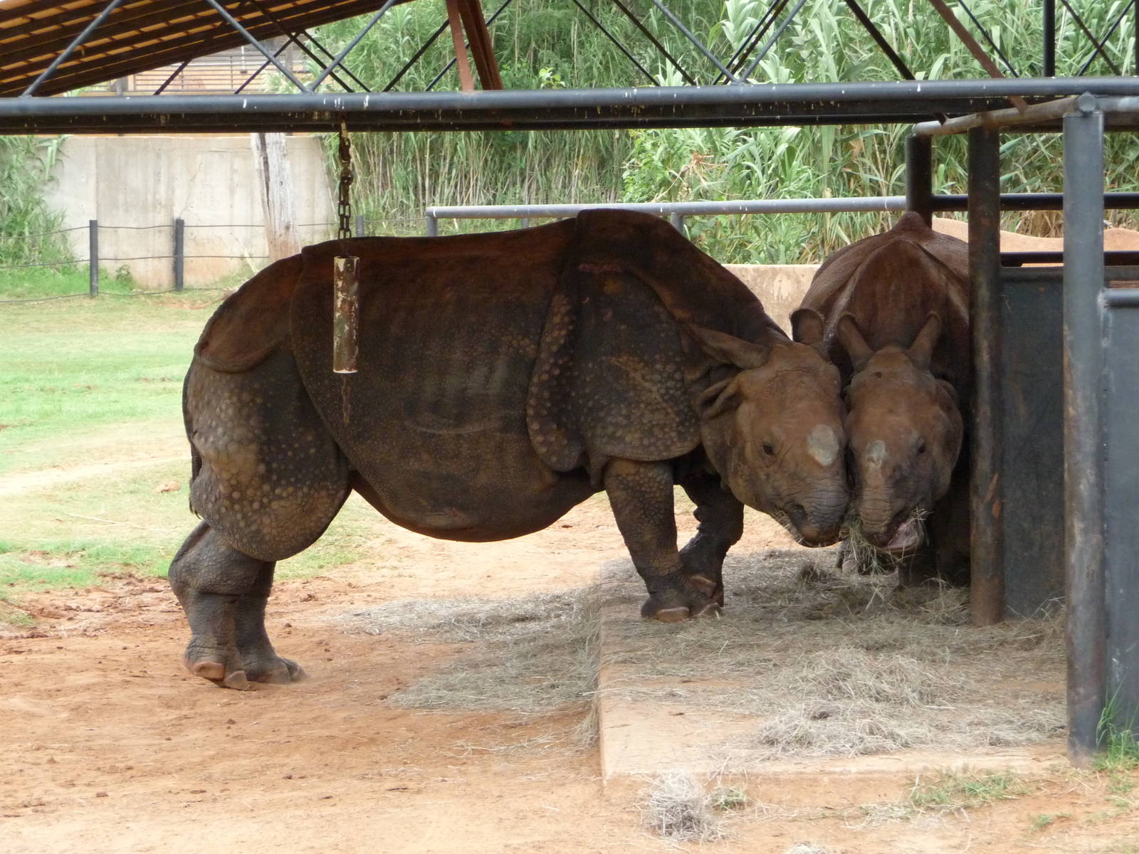 Oklahoma City Zoo - Indian Rhinos