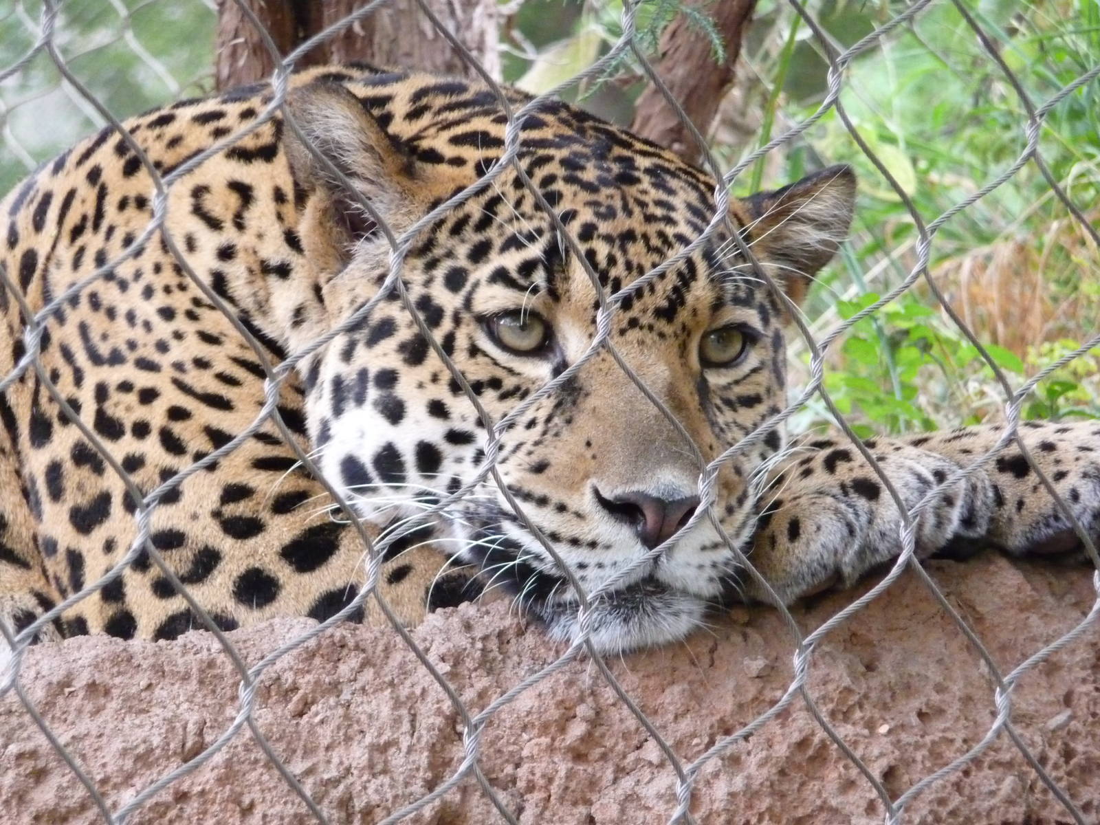 Oklahoma City Zoo - Jaguar