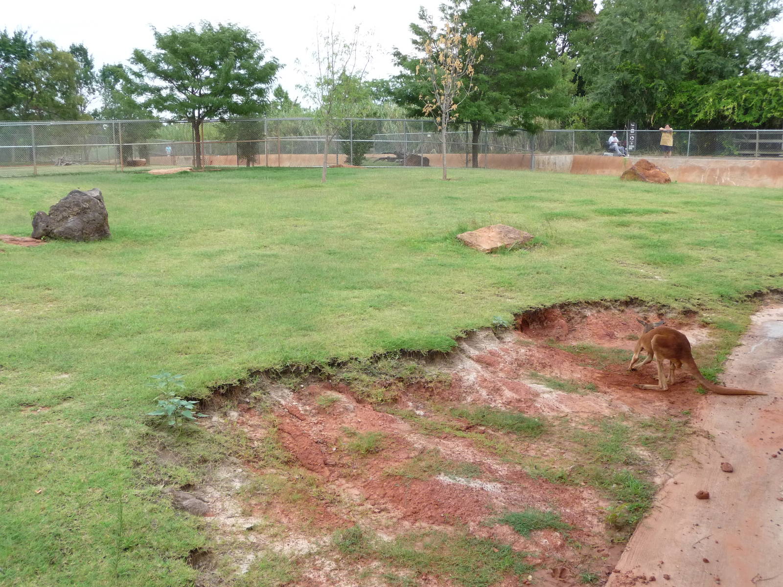 Oklahoma City Zoo - Kangaroo yard