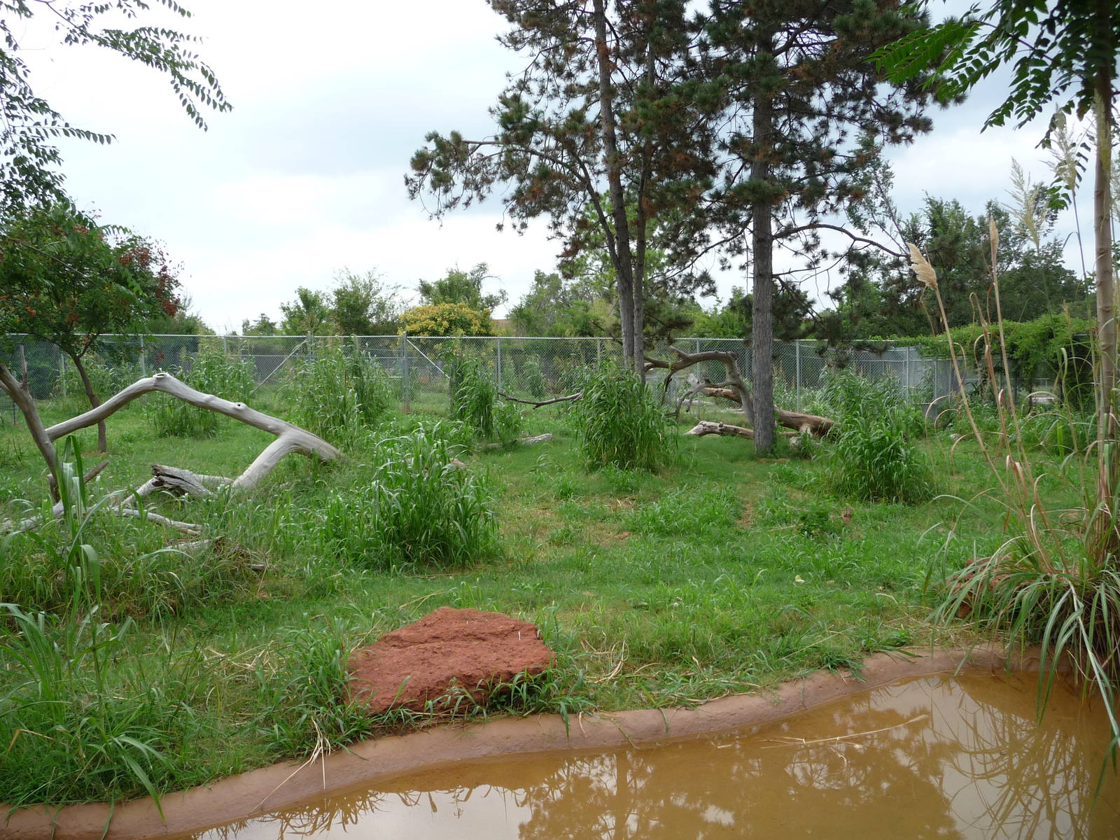 Oklahoma City Zoo - Maned Wolf Exhibit