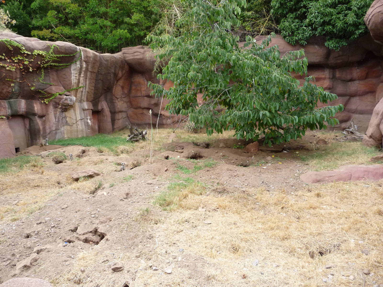 Oklahoma City Zoo - Meerkat Exhibit