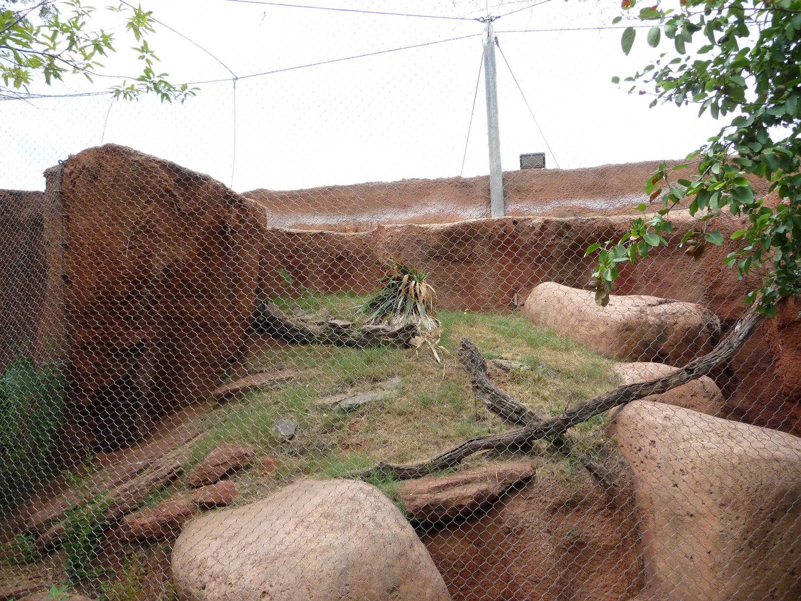 Oklahoma City Zoo - Ocelot Exhibit