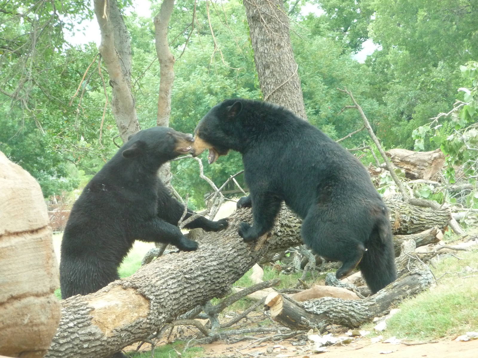 Oklahoma City Zoo - Oklahoma Trails
