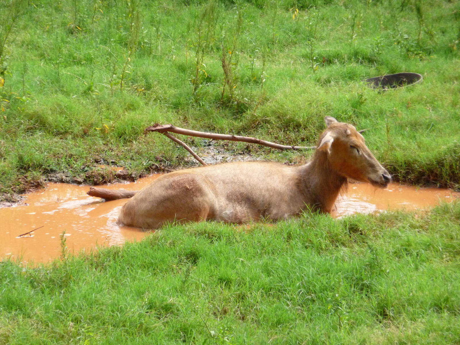 Oklahoma City Zoo -  Pere Davids Deer