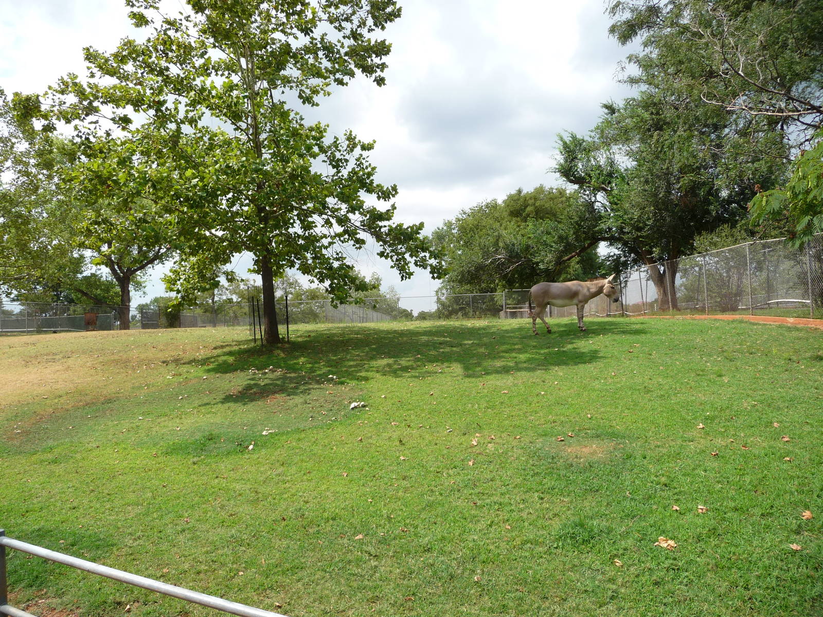 Oklahoma City Zoo -  Somali Wild Ass Paddock
