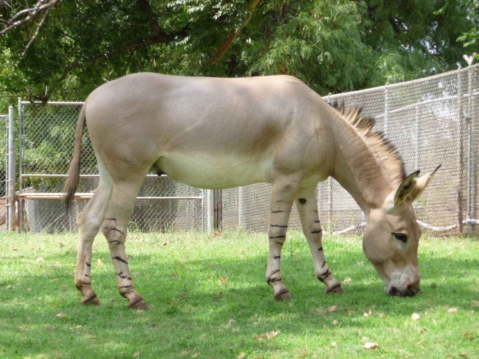 Oklahoma City Zoo -  Somali Wild Ass