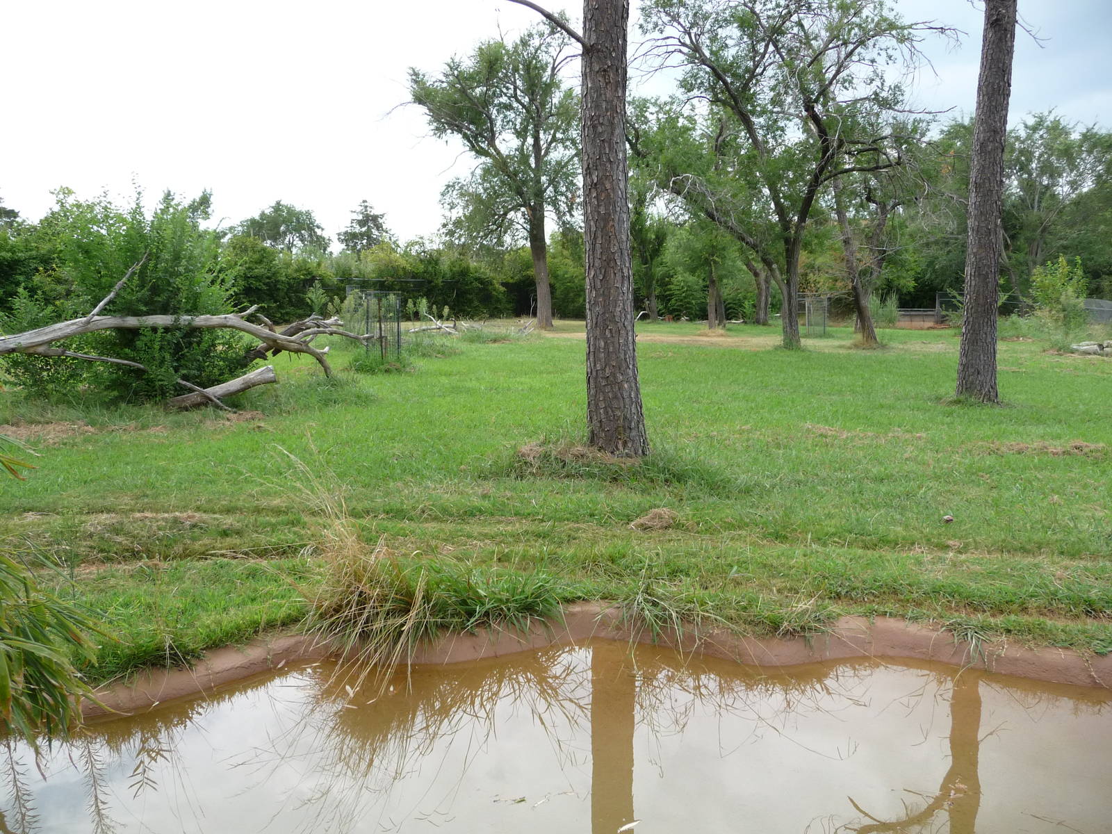 Oklahoma City Zoo - Spotted Hyena Exhibit