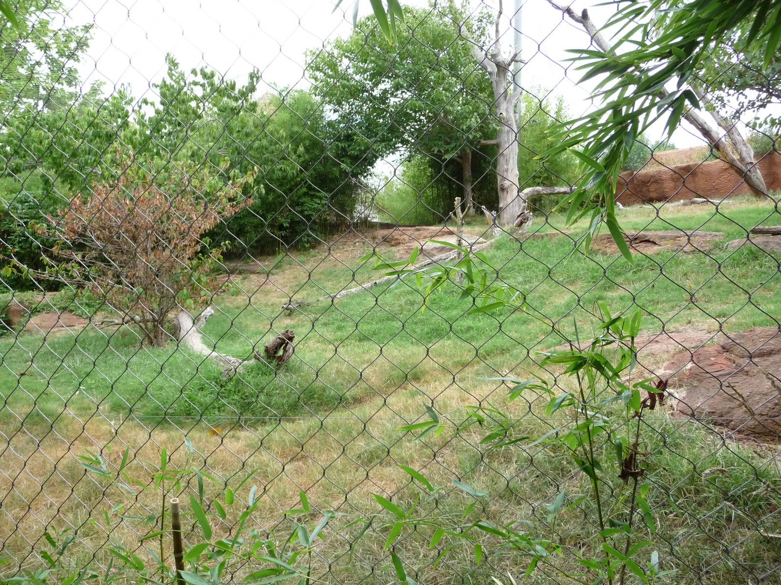 Oklahoma City Zoo - Sumatran Tiger Exhibit