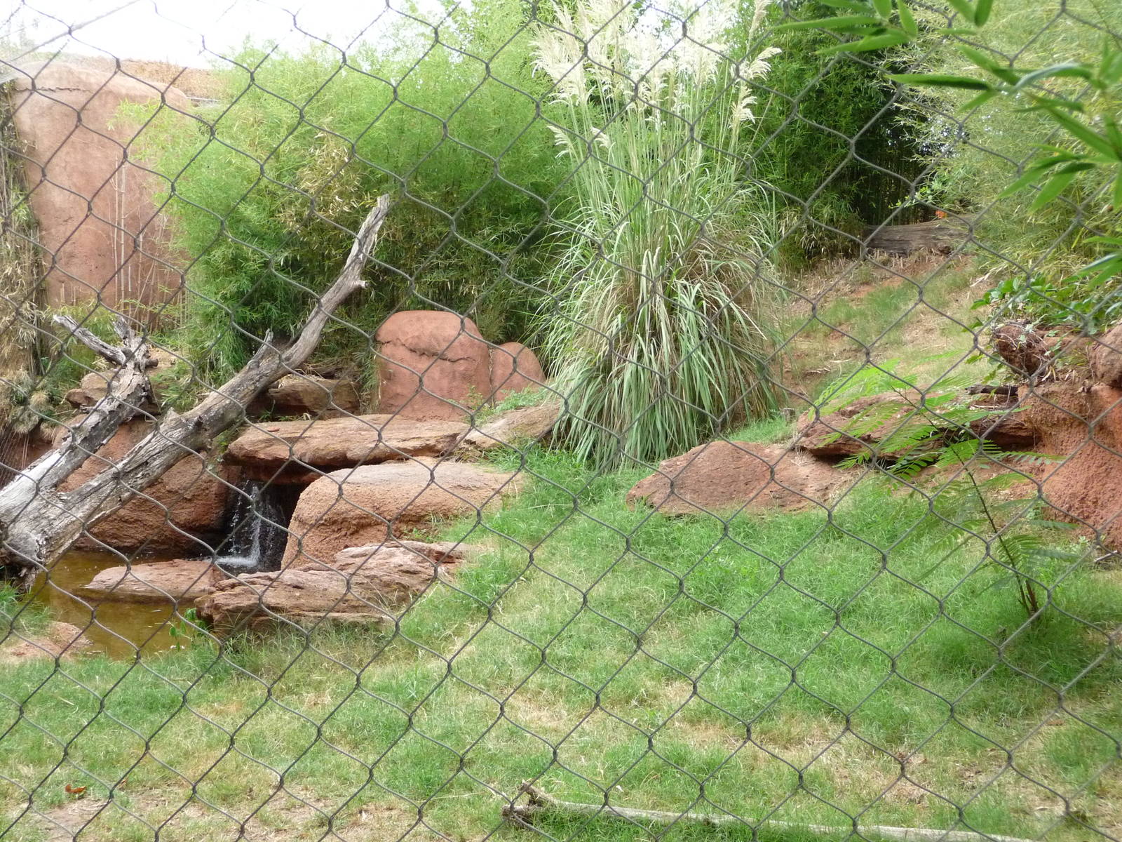 Oklahoma City Zoo - Sumatran Tiger Exhibit