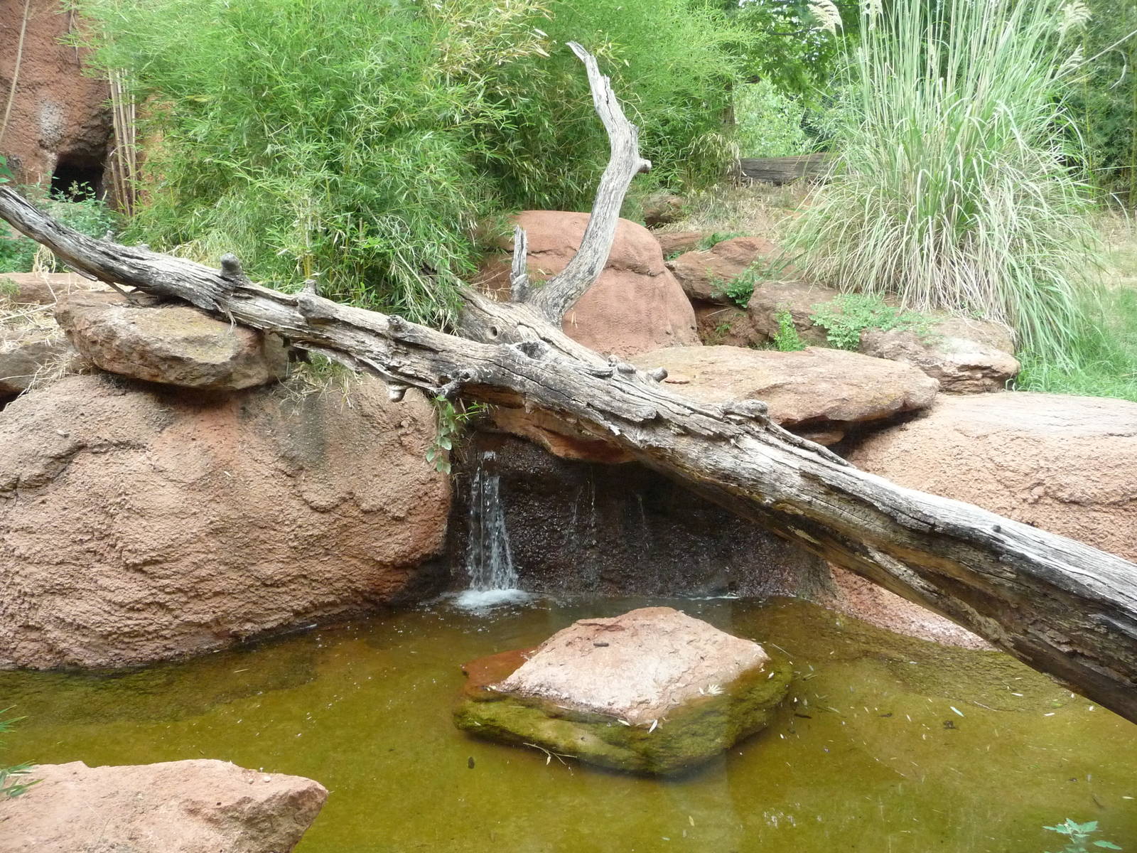 Oklahoma City Zoo - Sumatran Tiger Exhibit