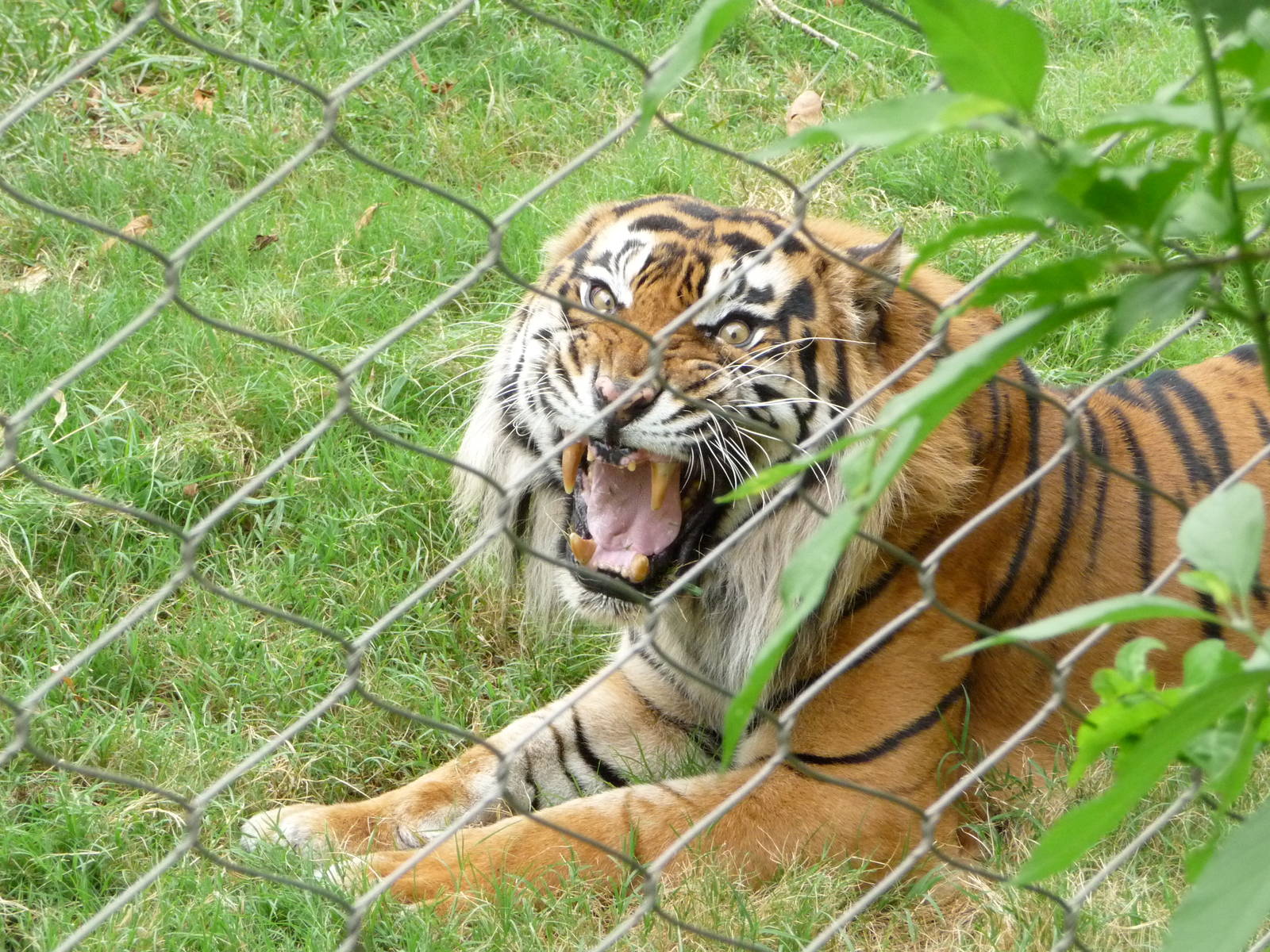 Oklahoma City Zoo - Sumatran Tiger