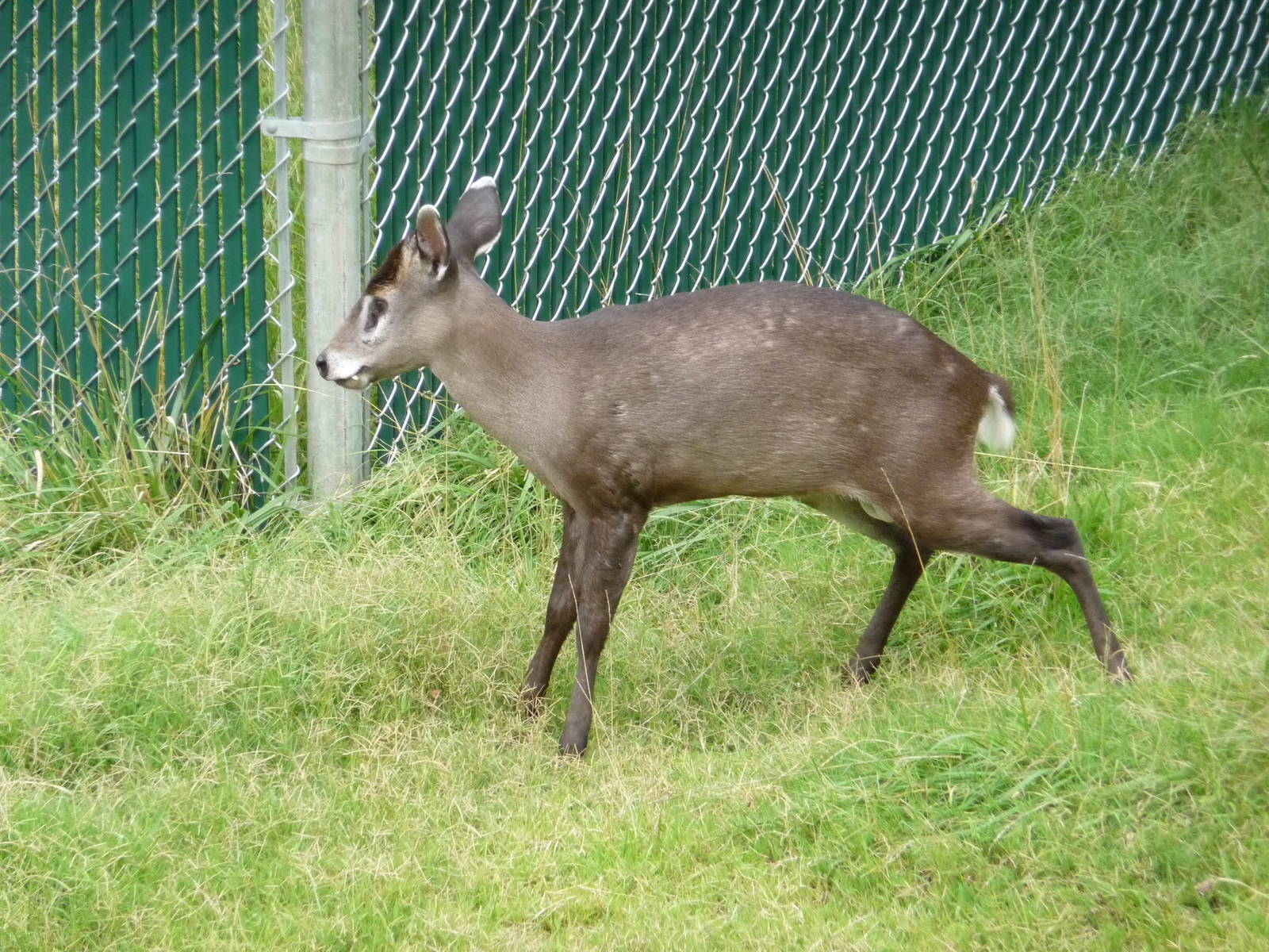 Oklahoma City Zoo - Tufted Deer