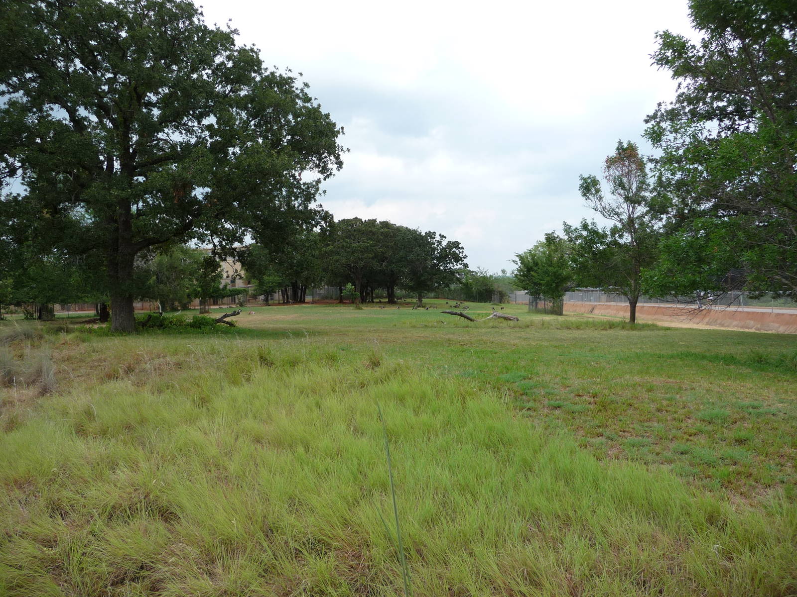 Oklahoma City Zoo - Zebra Paddock