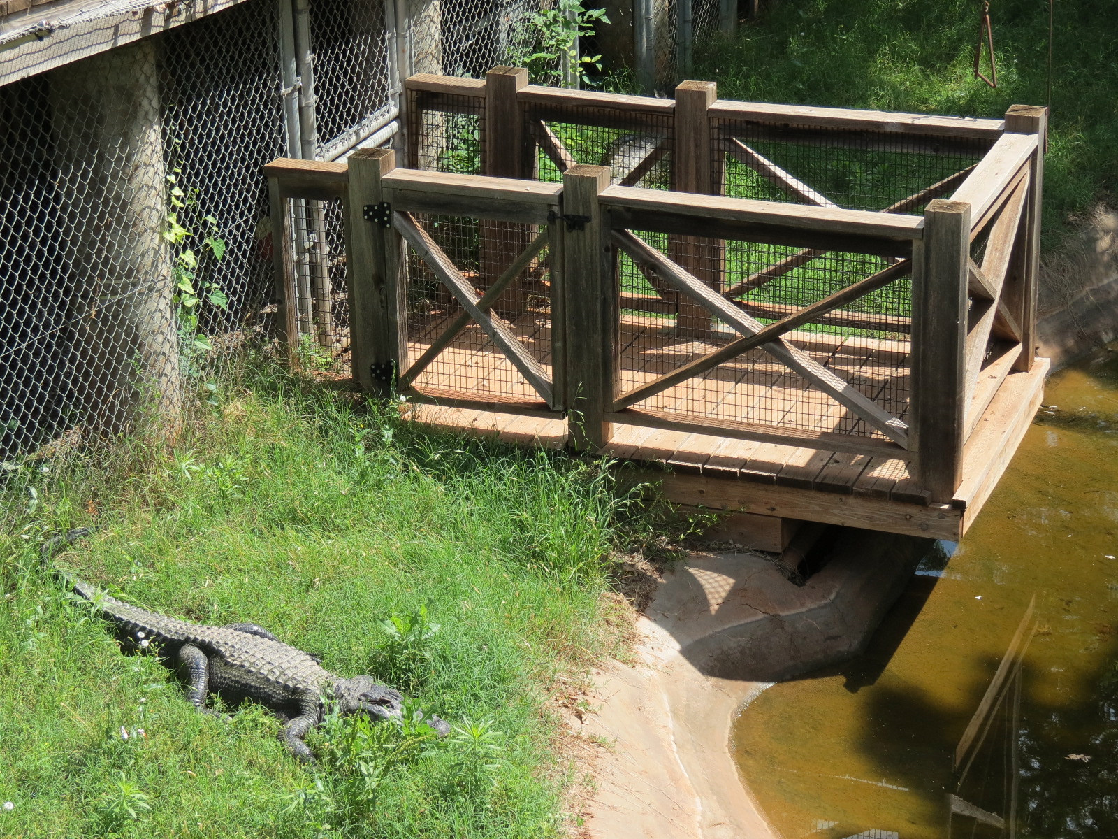 Oklahoma Trails - American Alligator Exhibit