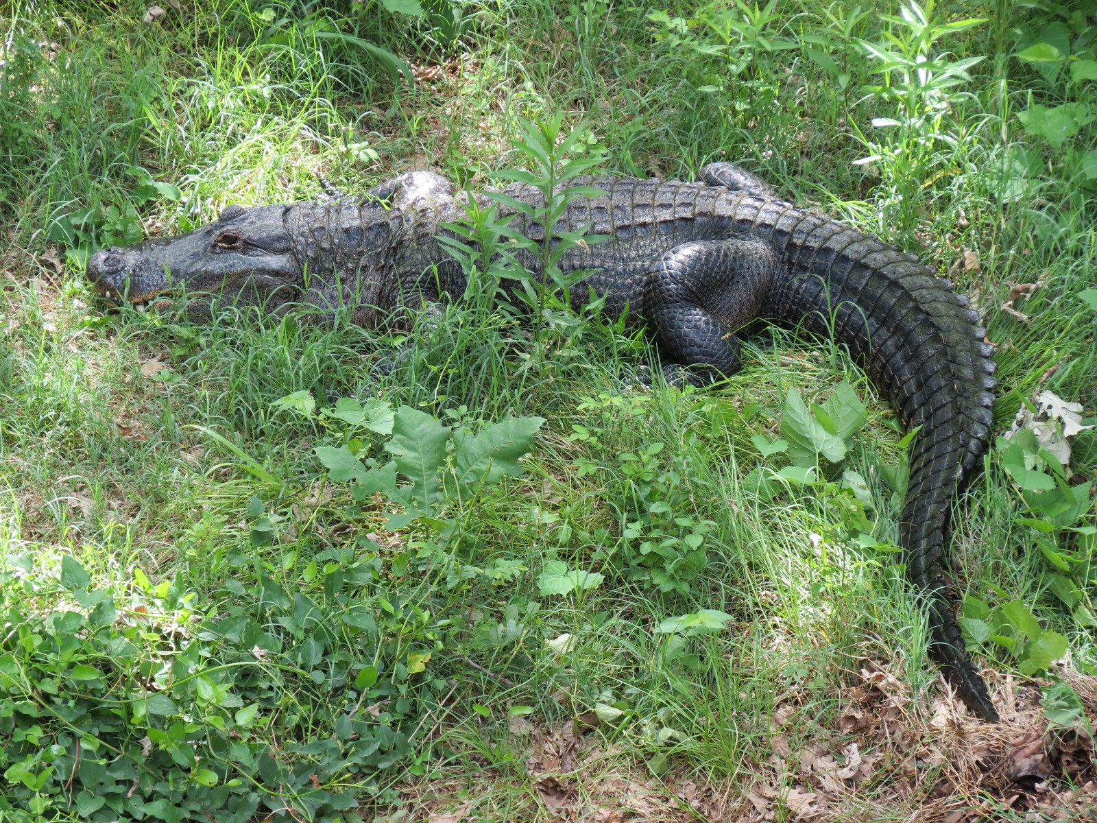 Oklahoma Trails - American Alligator Exhibit