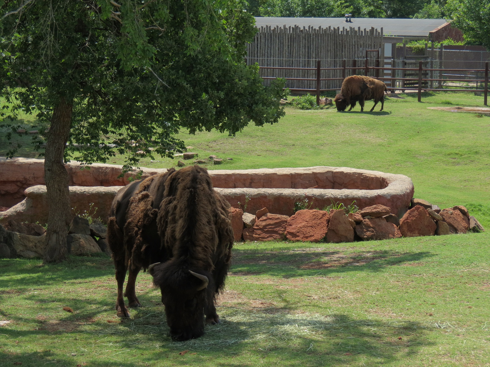 Oklahoma Trails - American Bison Exhibit