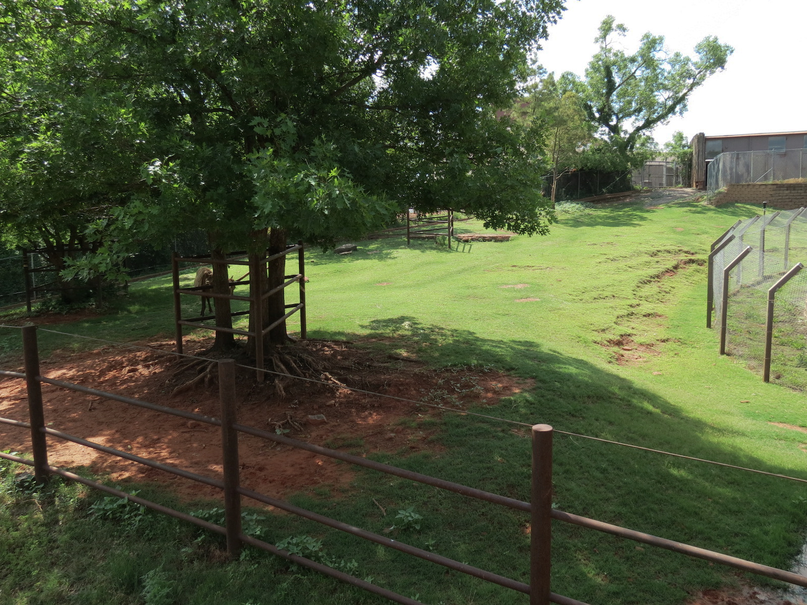 Oklahoma Trails - American Elk Exhibit