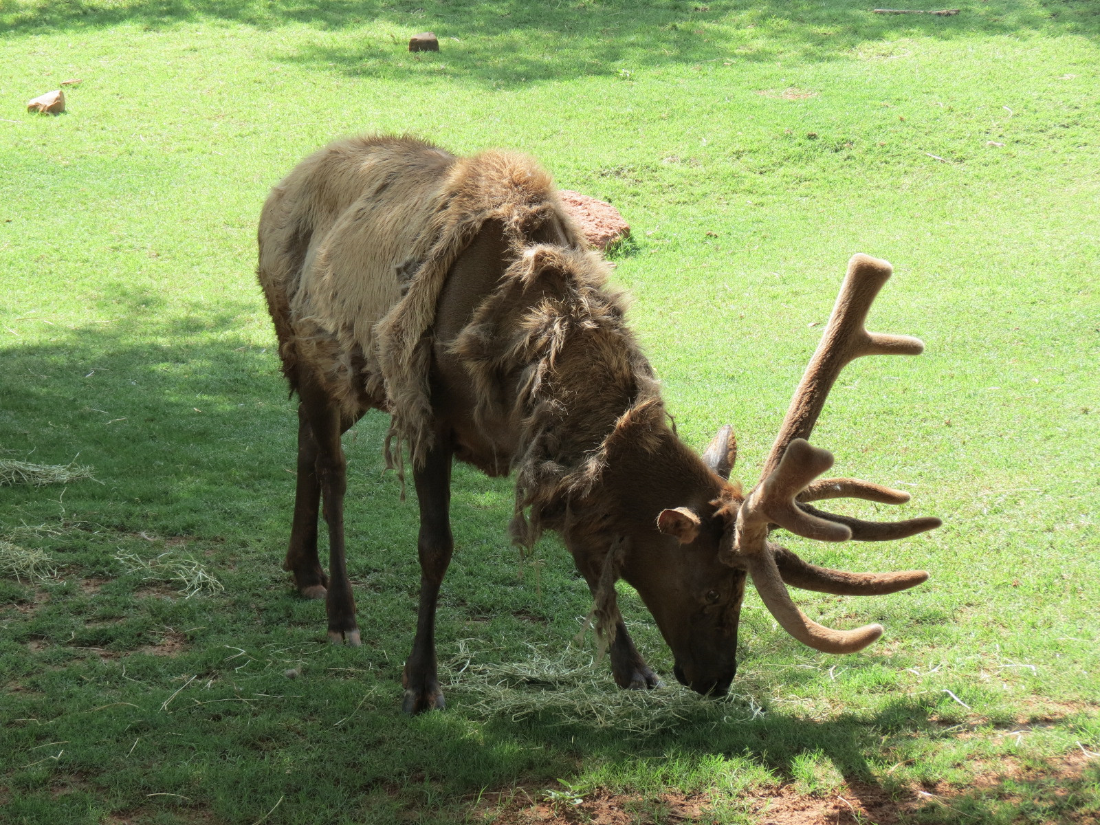 Oklahoma Trails - American Elk Exhibit