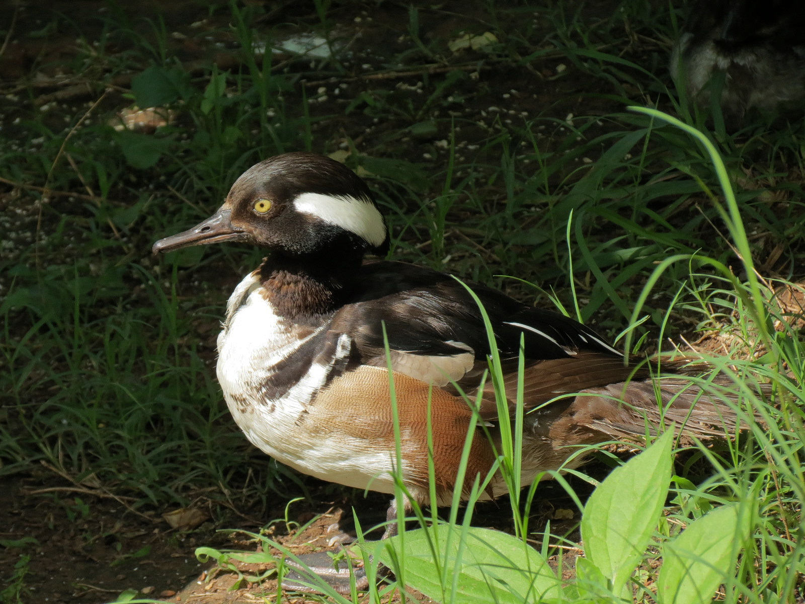 Oklahoma Trails - Aviary - Hooded Merganser