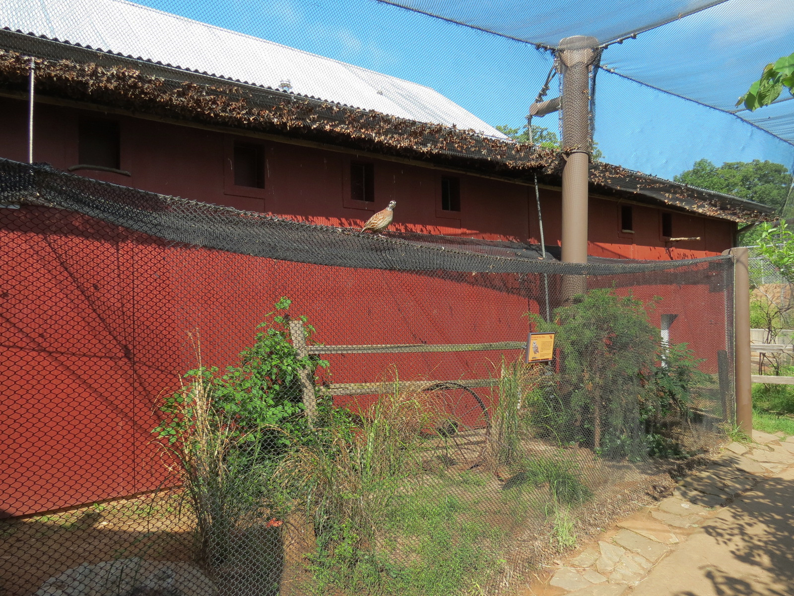 Oklahoma Trails - Aviary Interior and Burrowing Owl Exhibit