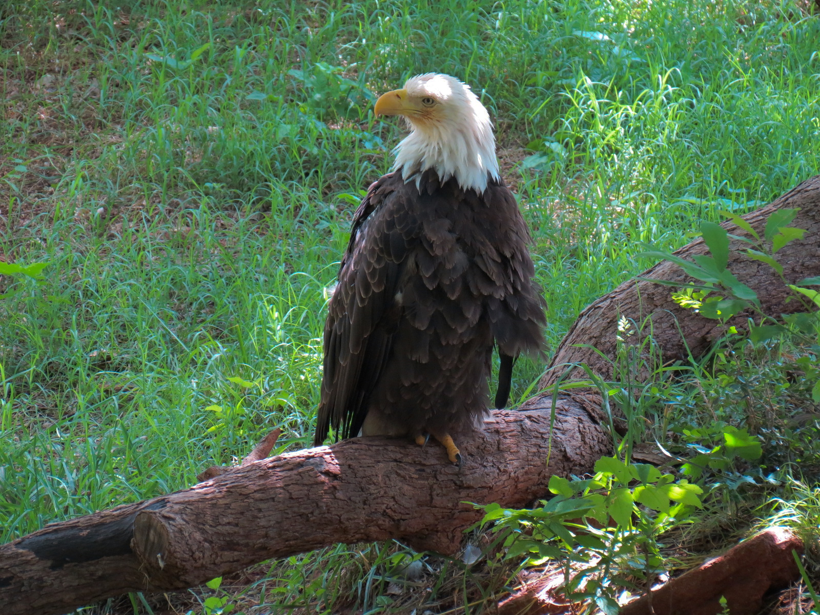 Oklahoma Trails - Bald Eagle Exhibit