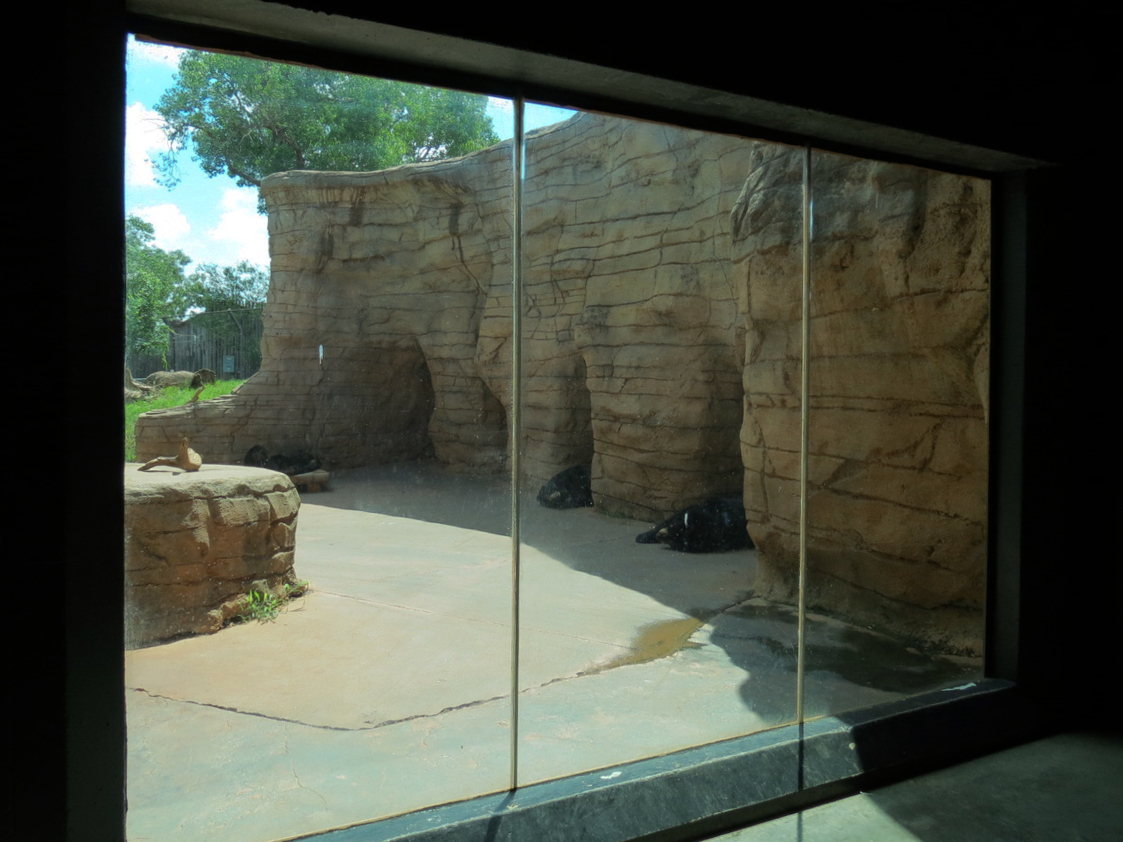 Oklahoma Trails - Big Rivers - American Black Bear Exhibit Viewing Area