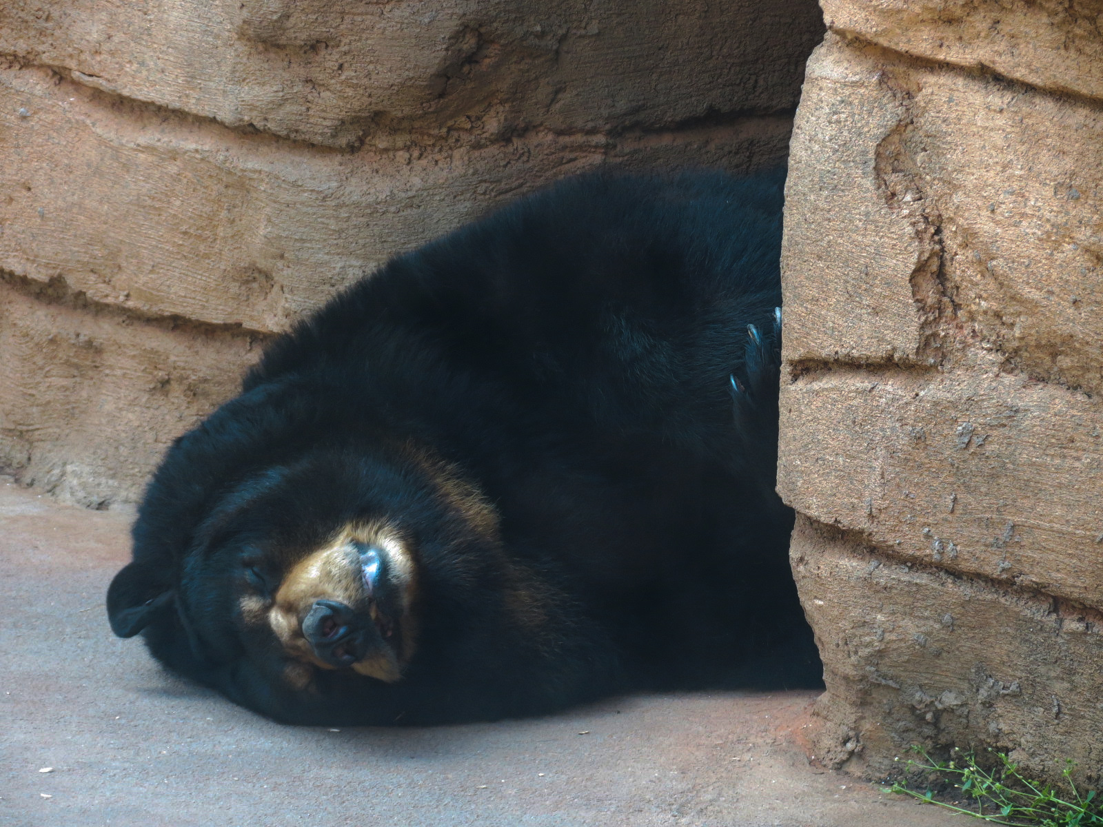 Oklahoma Trails - Big Rivers - American Black Bear Exhibit