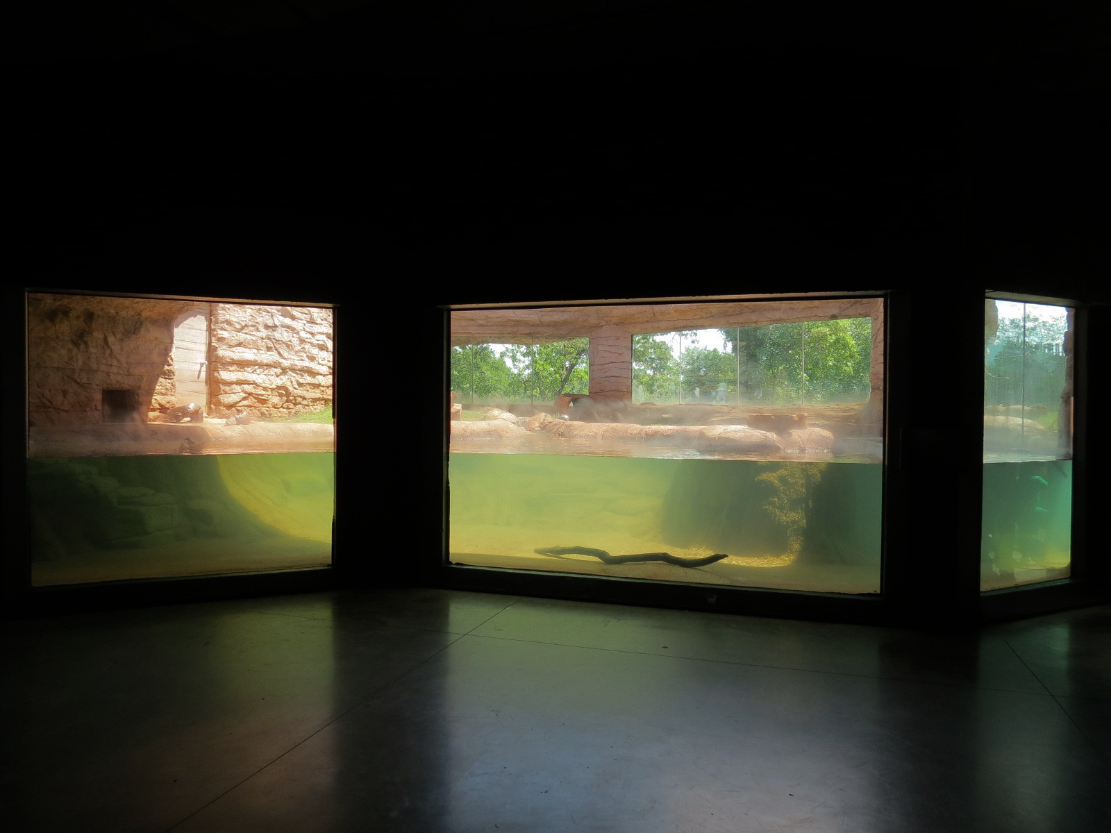 Oklahoma Trails - Big Rivers - American River Otter Exhibit